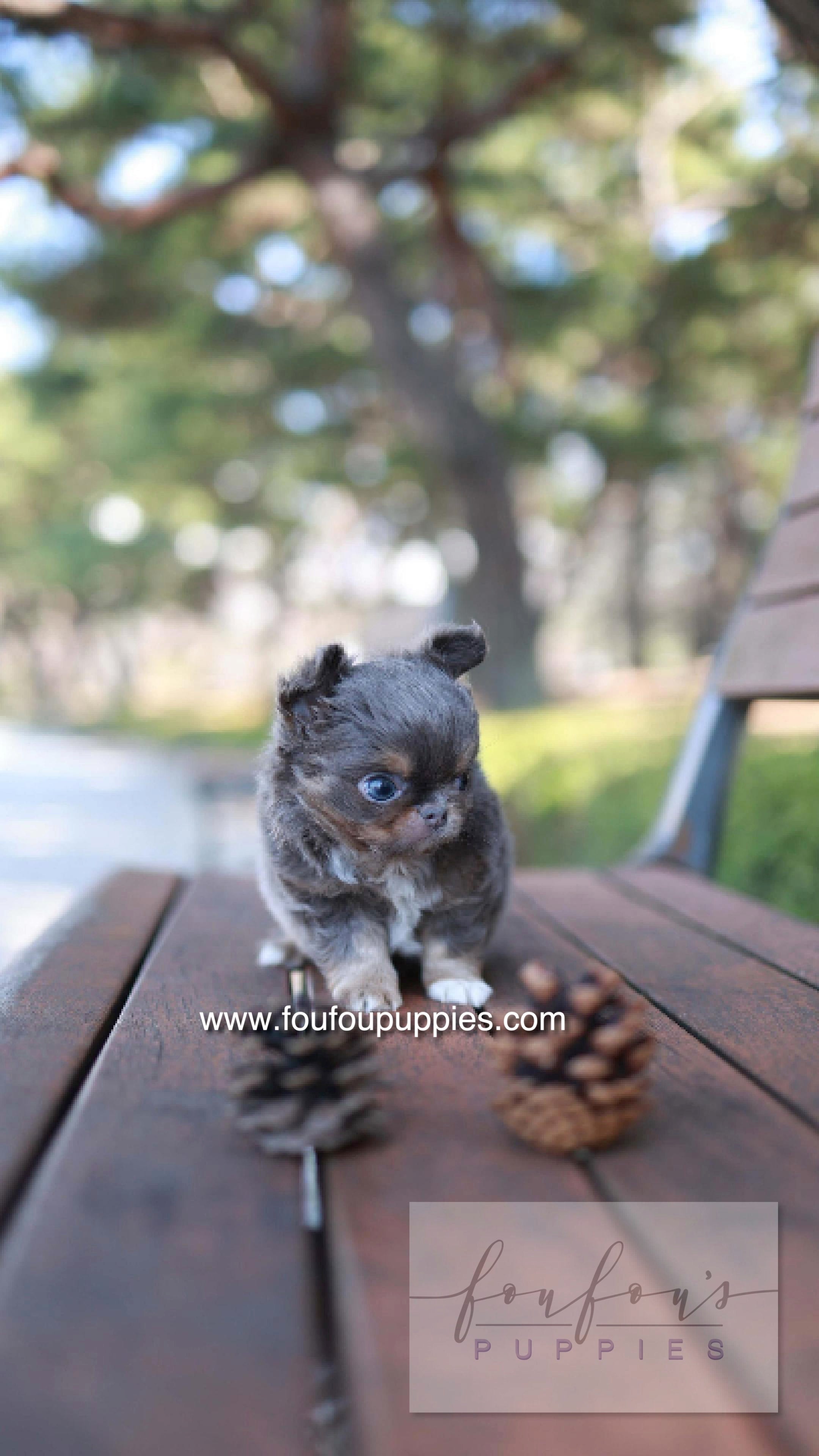 Cake - Chihuahua M.