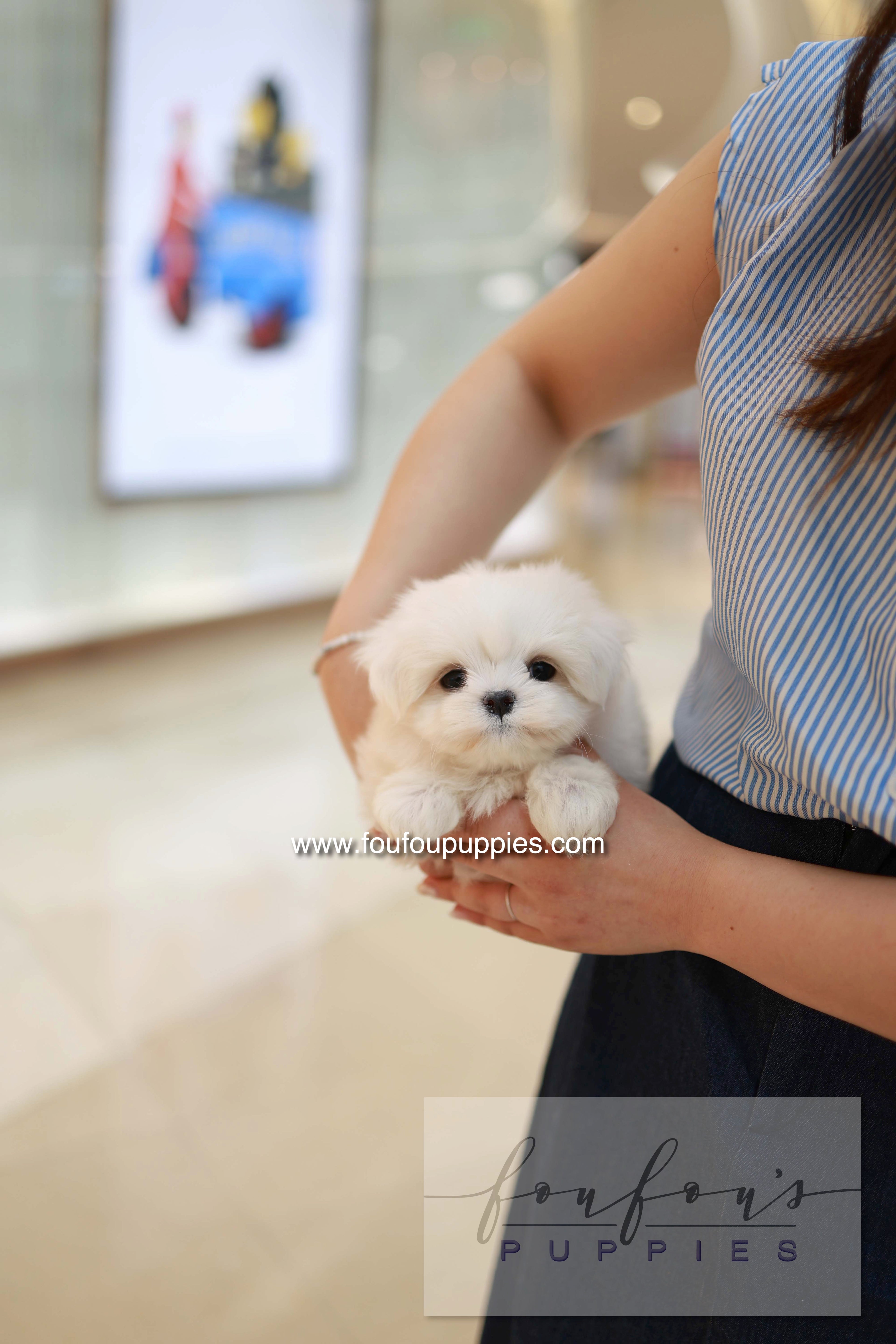 Bean - Maltese M.