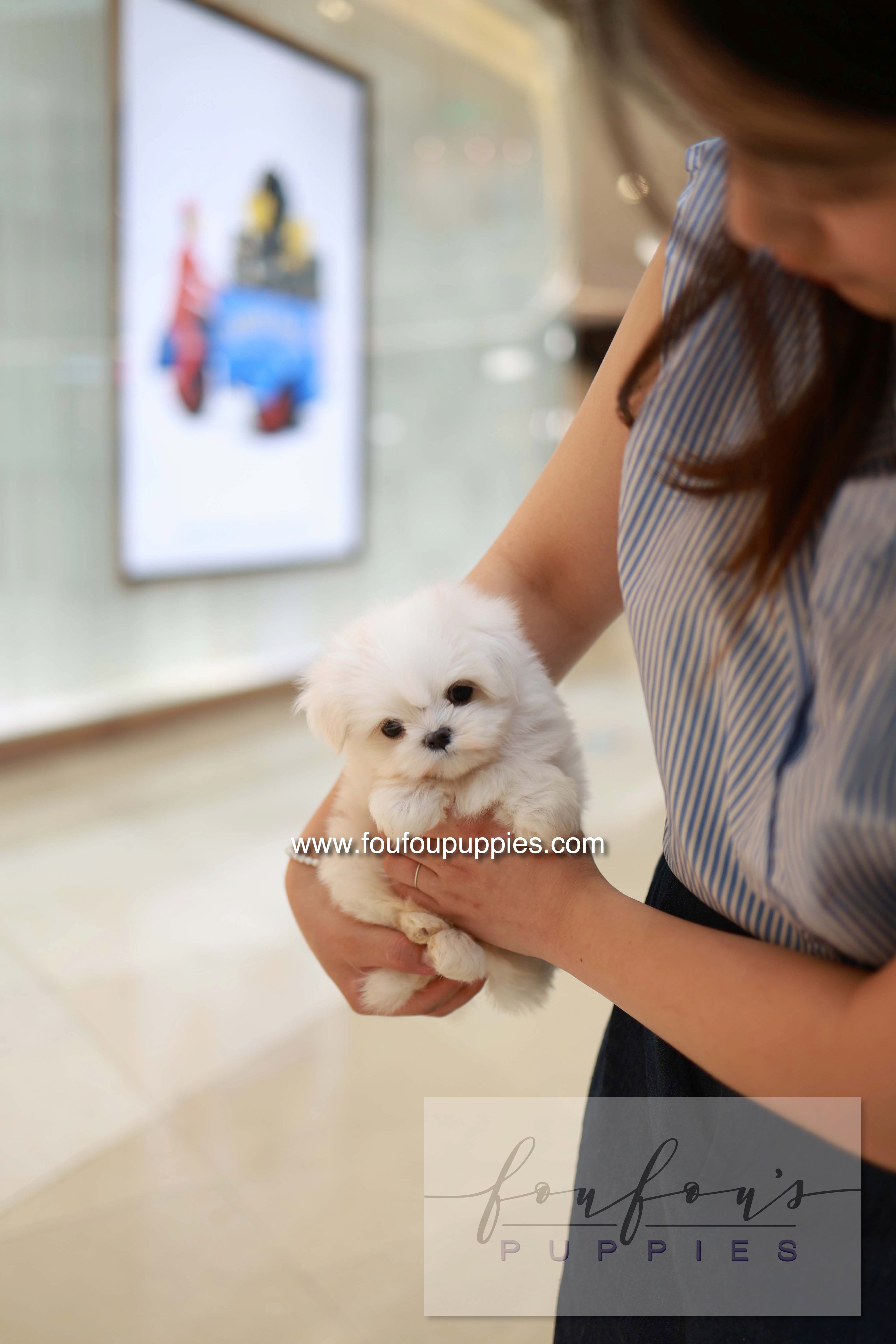 Bean - Maltese M.