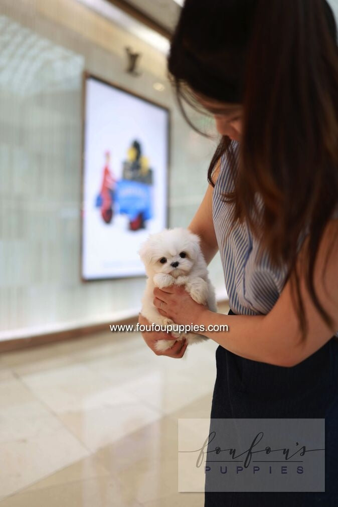 Person holding a small white dog in an indoor setting with a blurred background