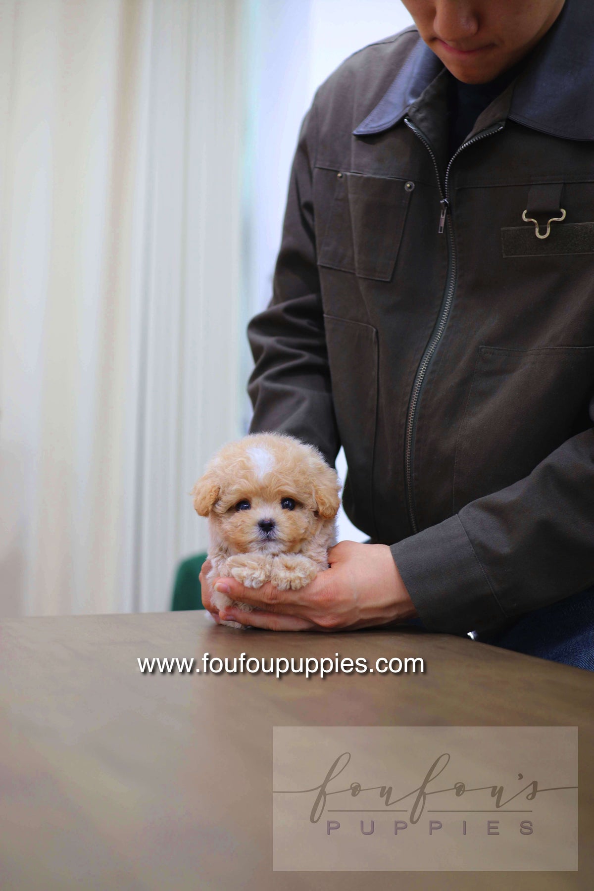 Haru - Maltipoo M.
