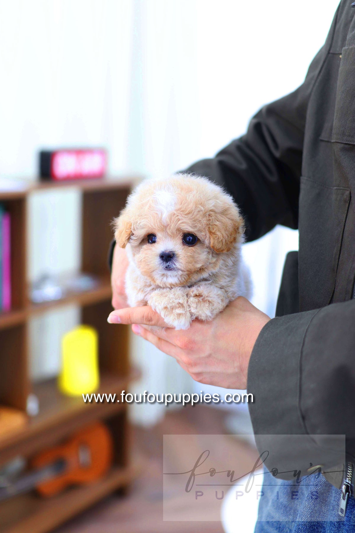 Haru - Maltipoo M.