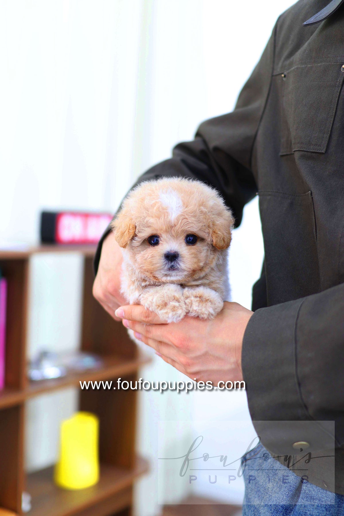 Haru - Maltipoo M.
