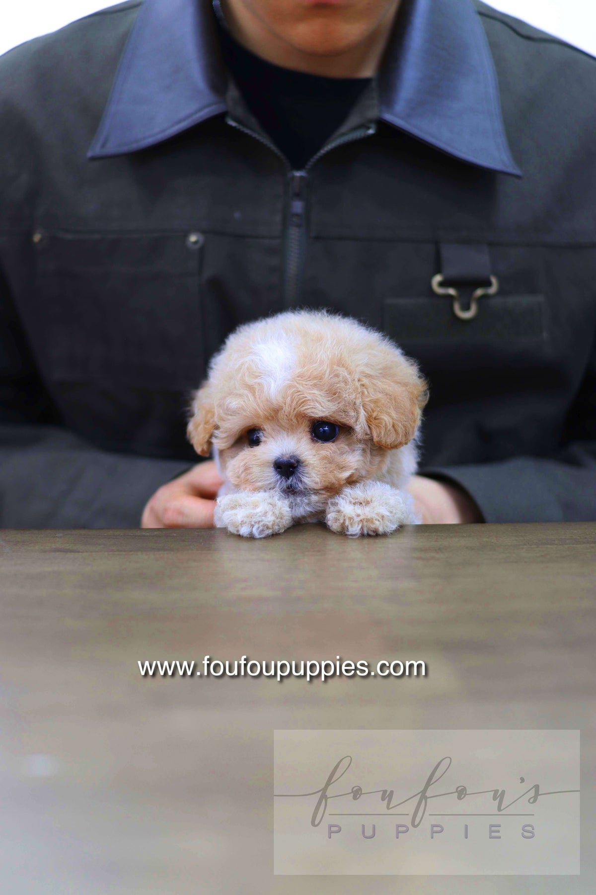 Haru - Maltipoo M.