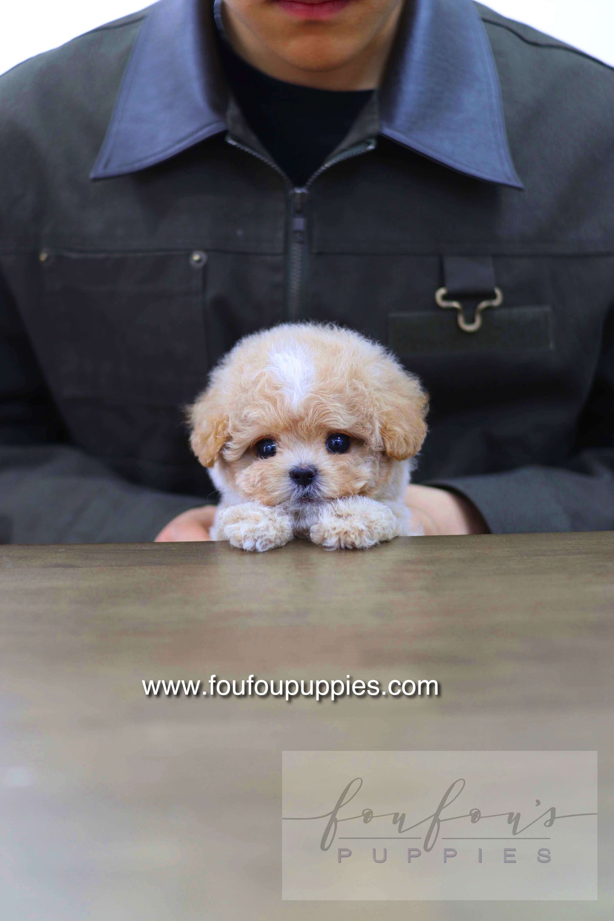 Haru - Maltipoo M.