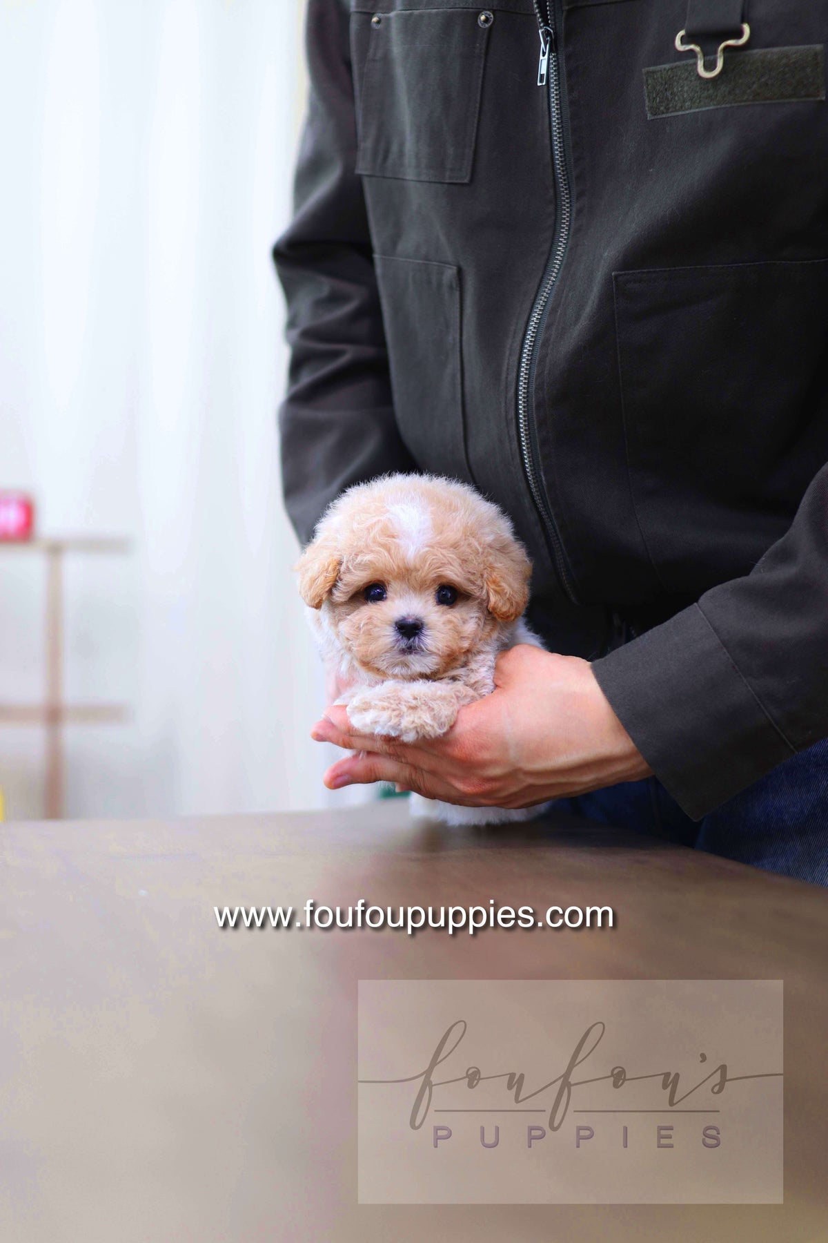 Haru - Maltipoo M.