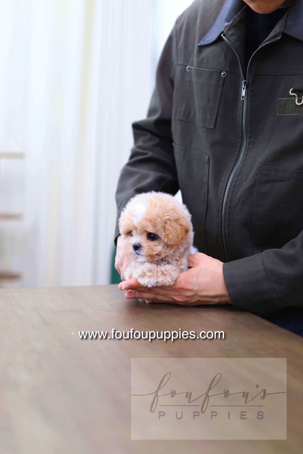 Haru - Maltipoo M.