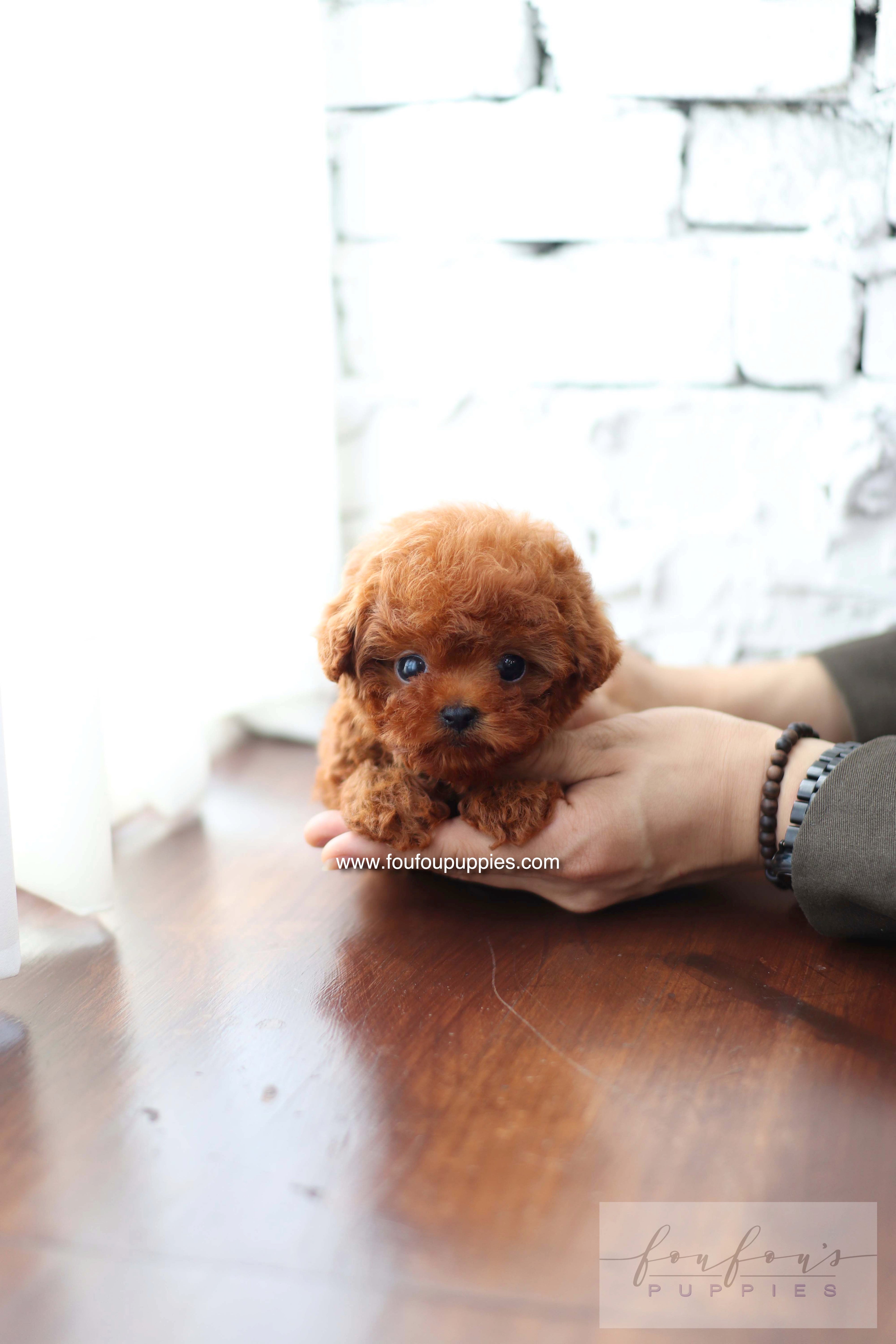 Koni - Poodle M.