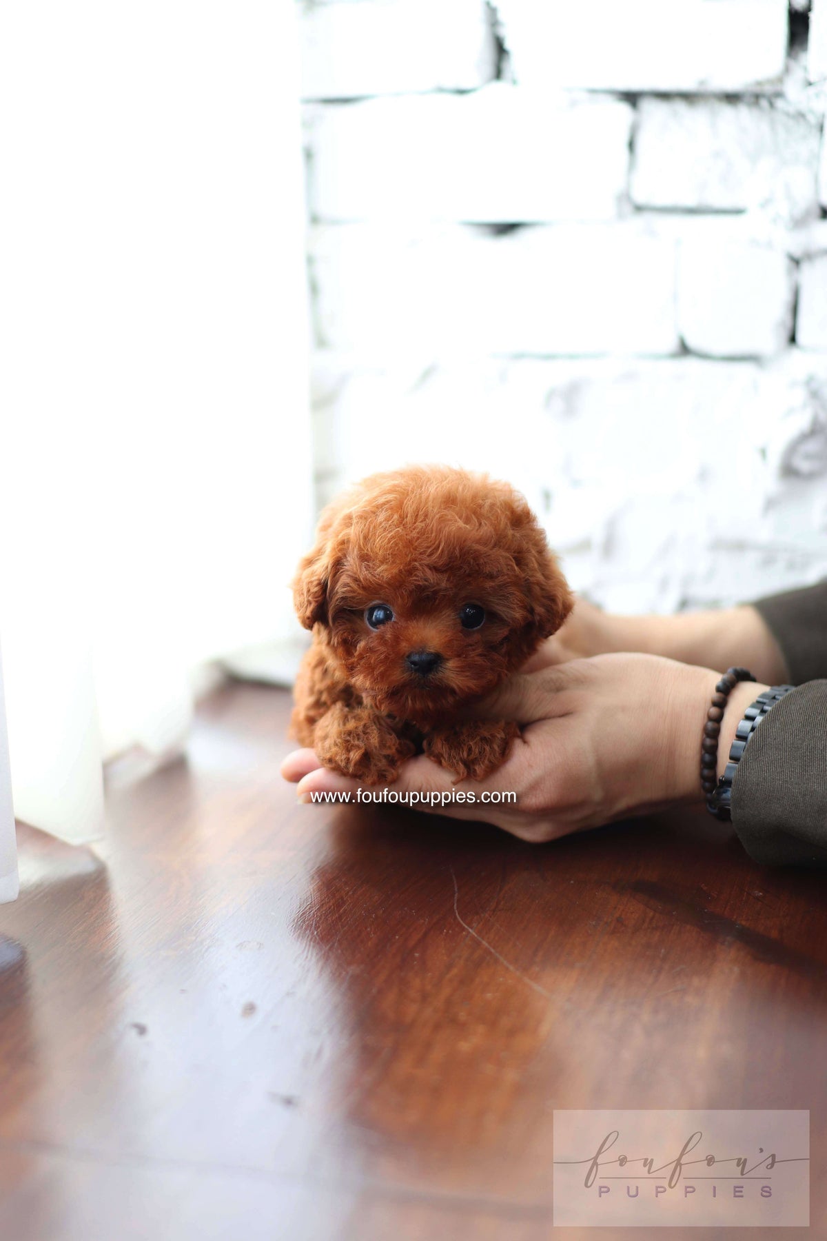 Koni - Poodle M.