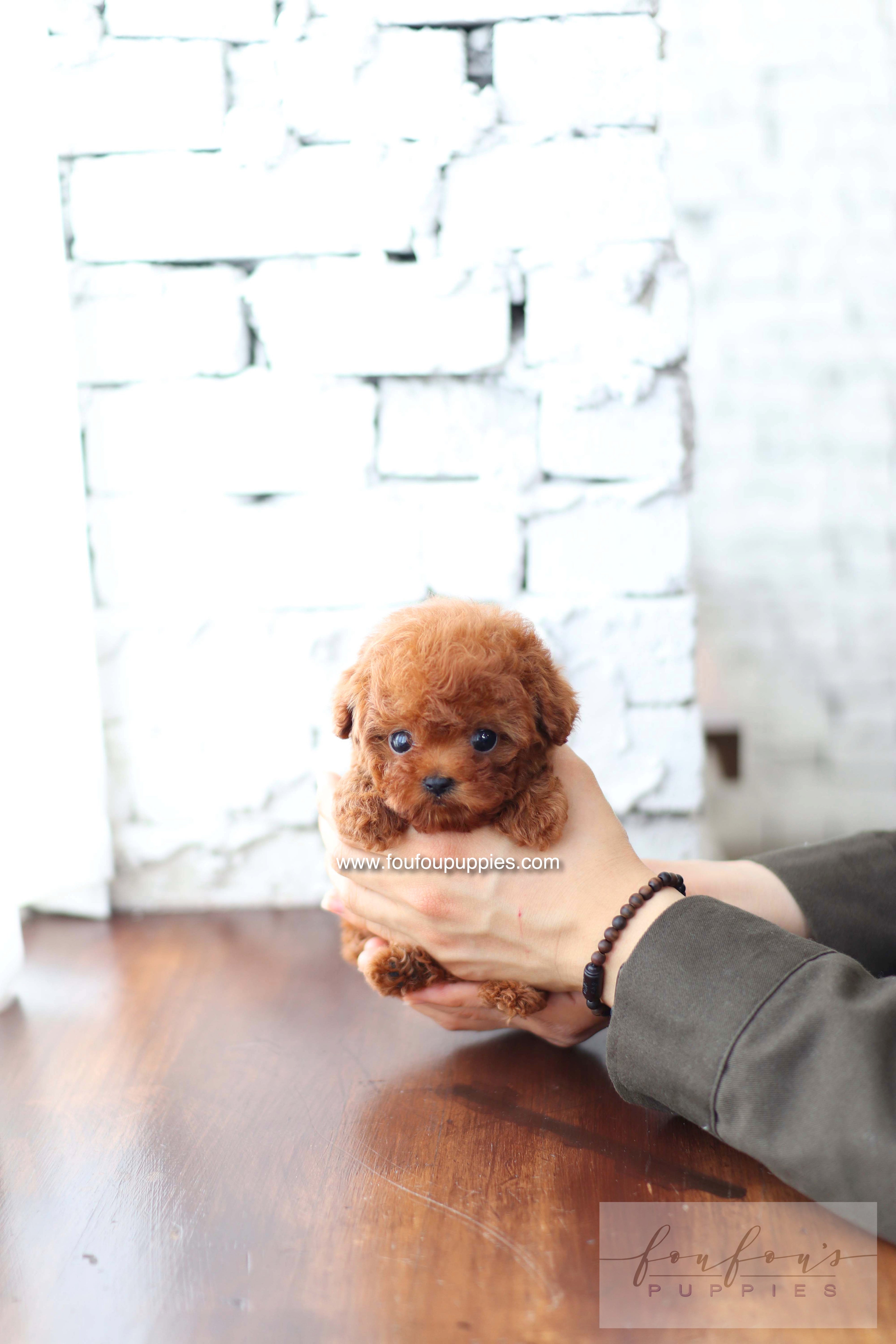 Koni - Poodle M.