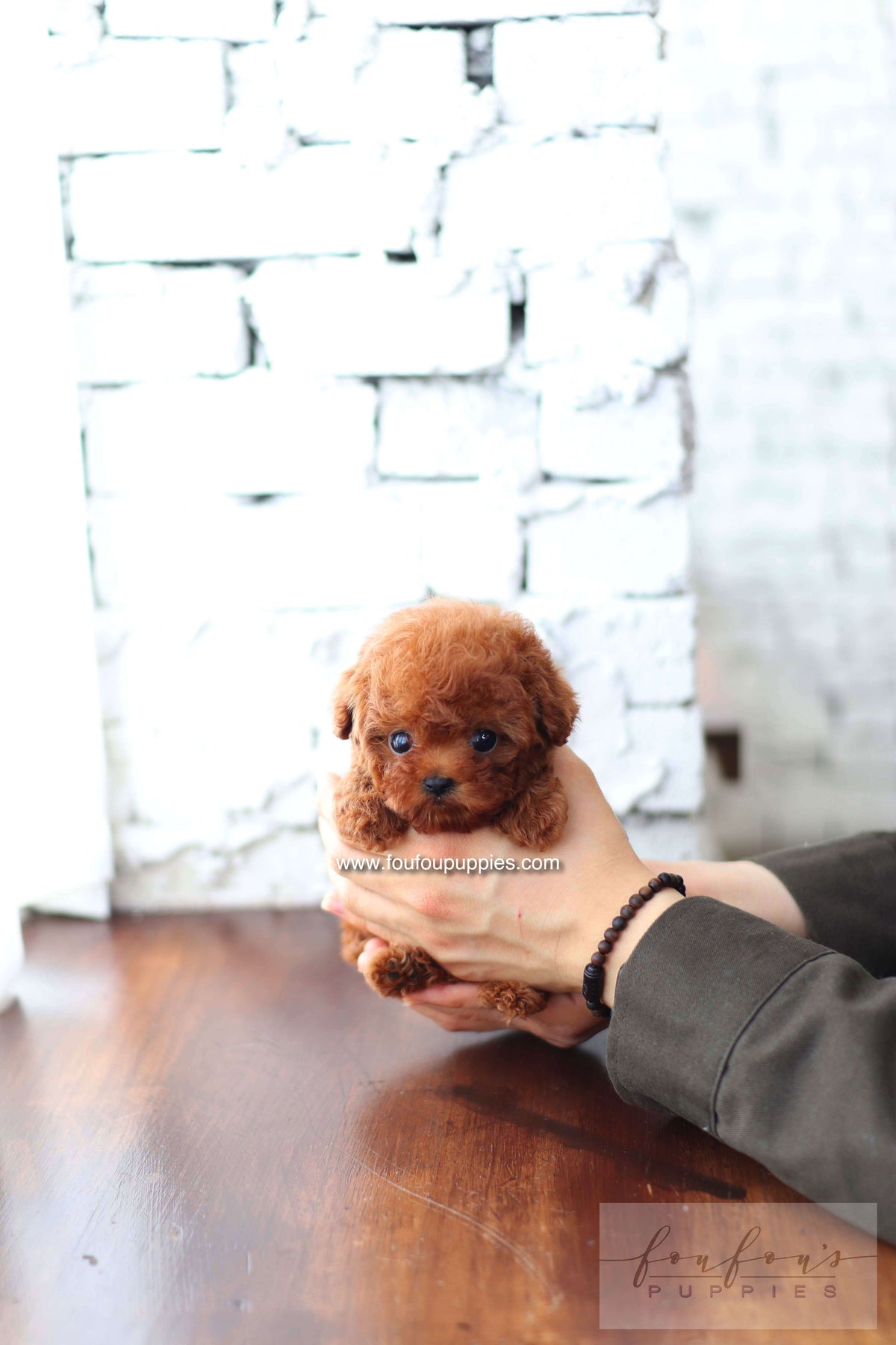 Koni - Poodle M.
