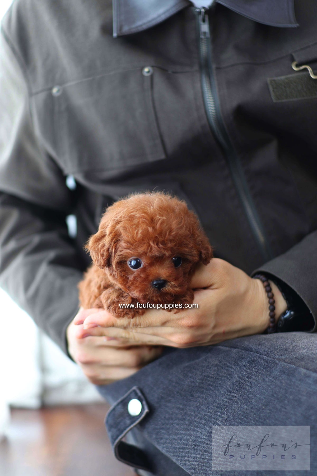 Male Poodle