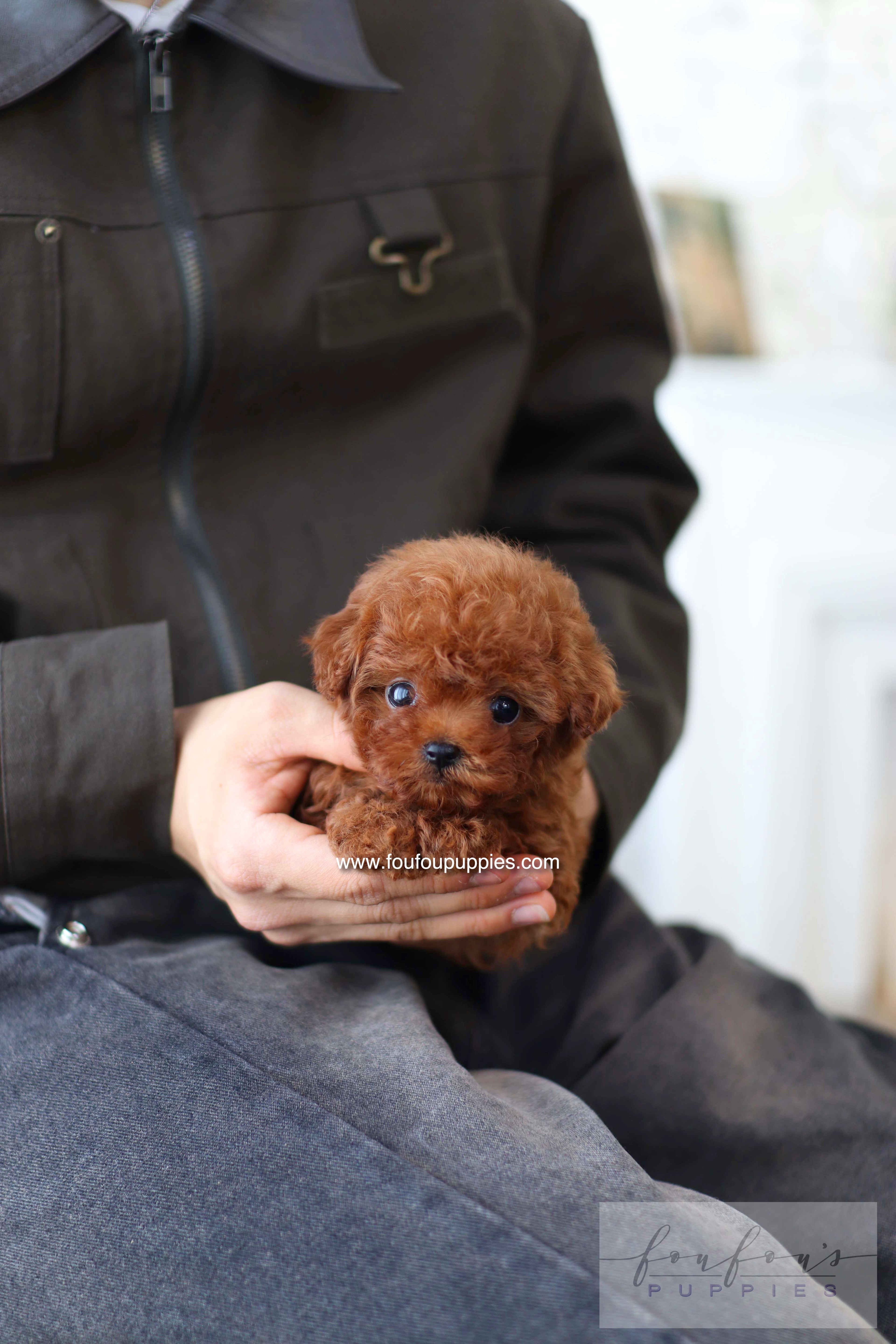 Koni - Poodle M.