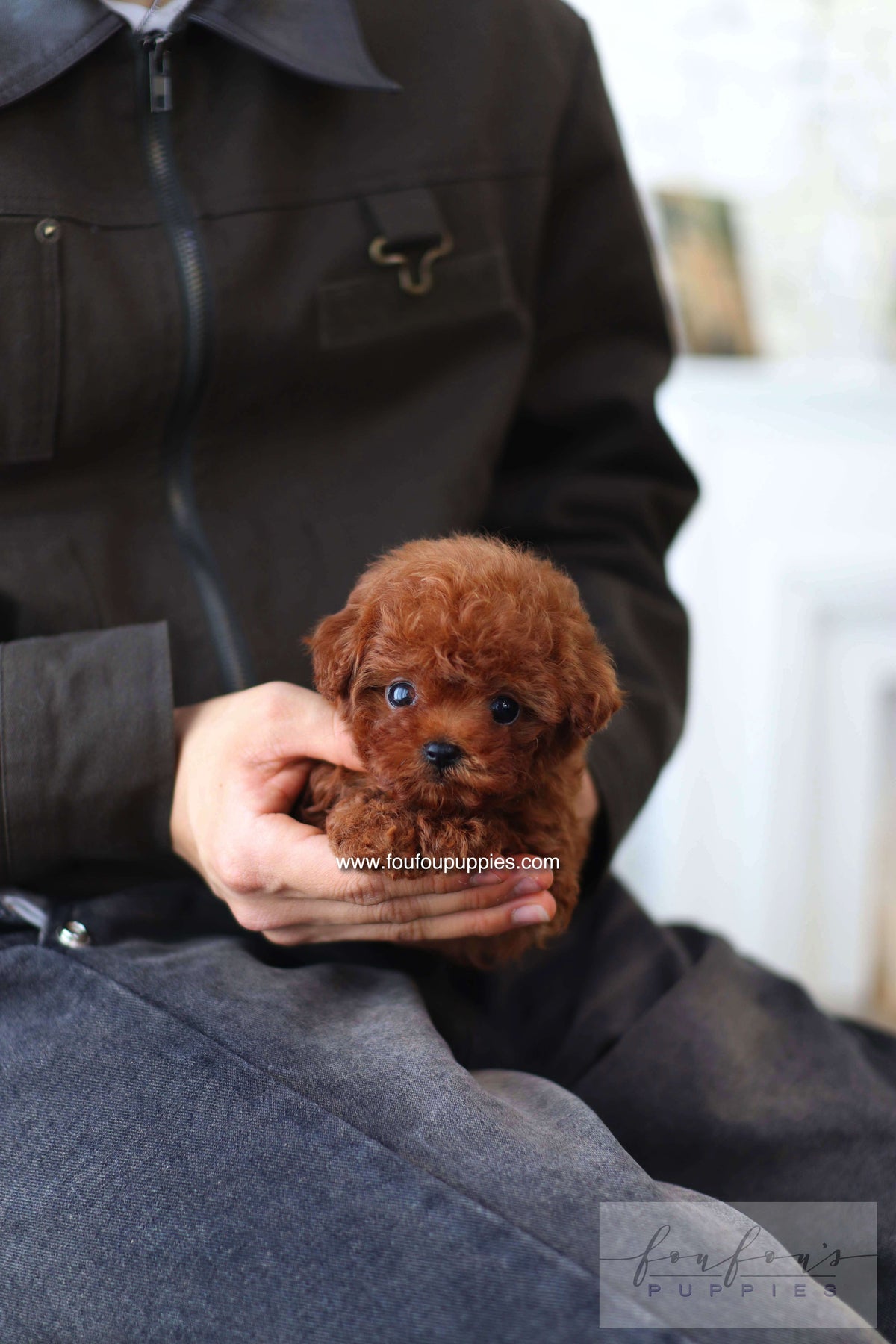 Koni - Poodle M.