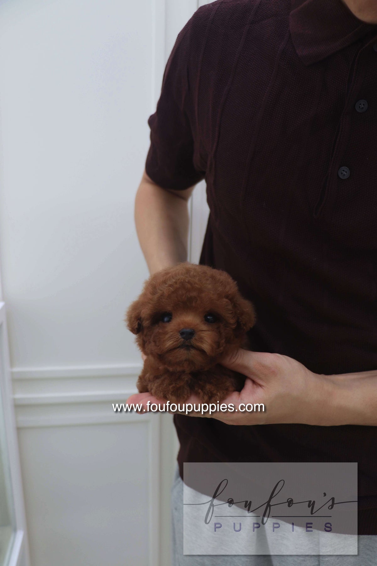 Bolchon - Poodle M.