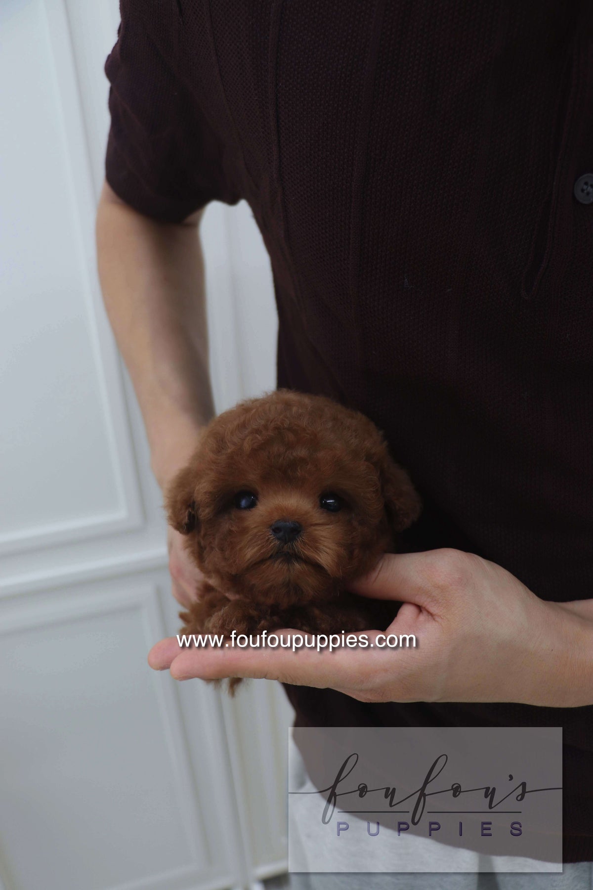 Bolchon - Poodle M.