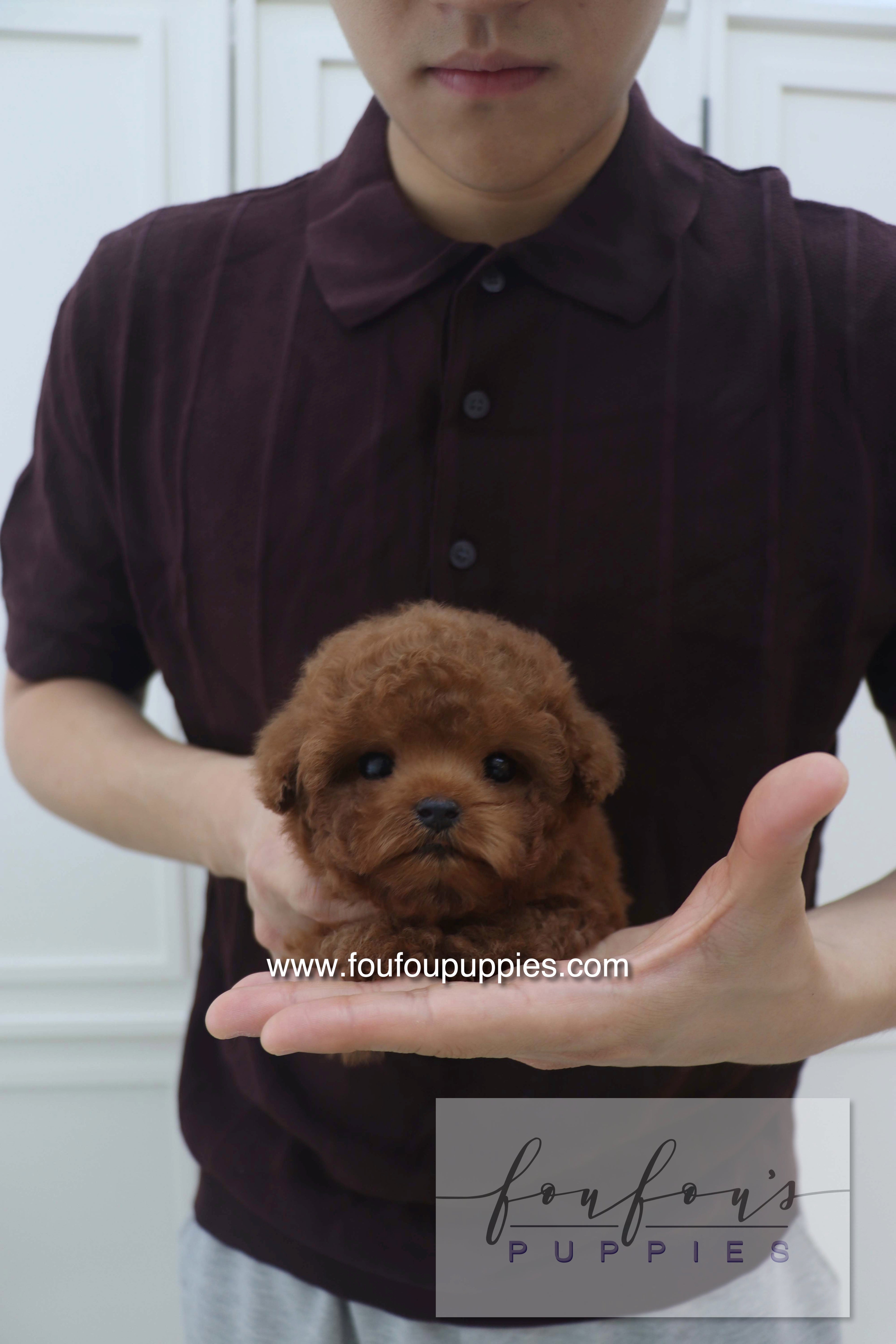 Bolchon - Poodle M. RESERVED