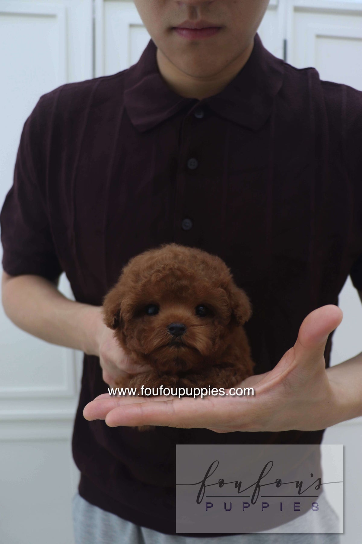 Bolchon - Poodle M.