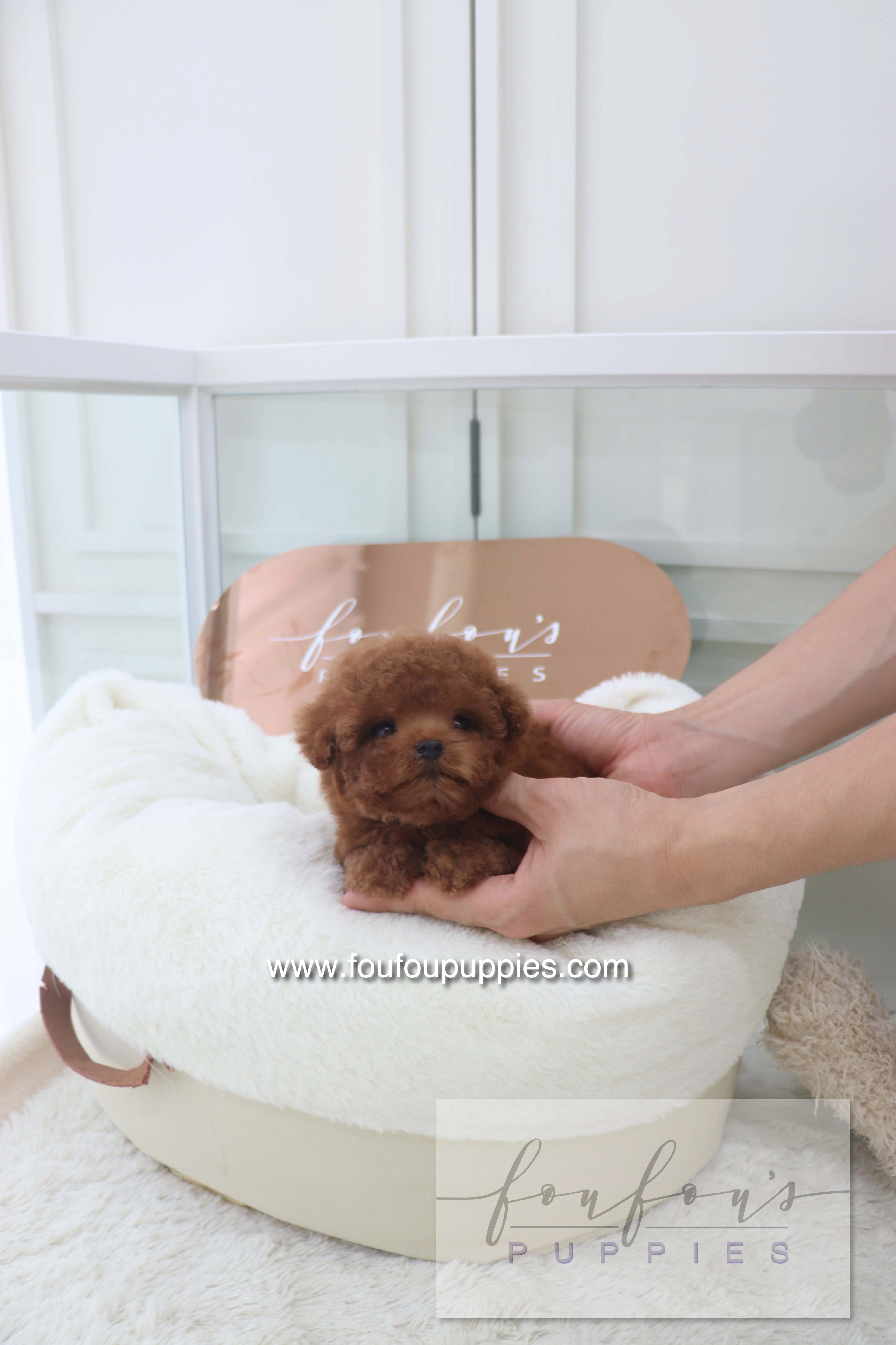 Bolchon - Poodle M. RESERVED