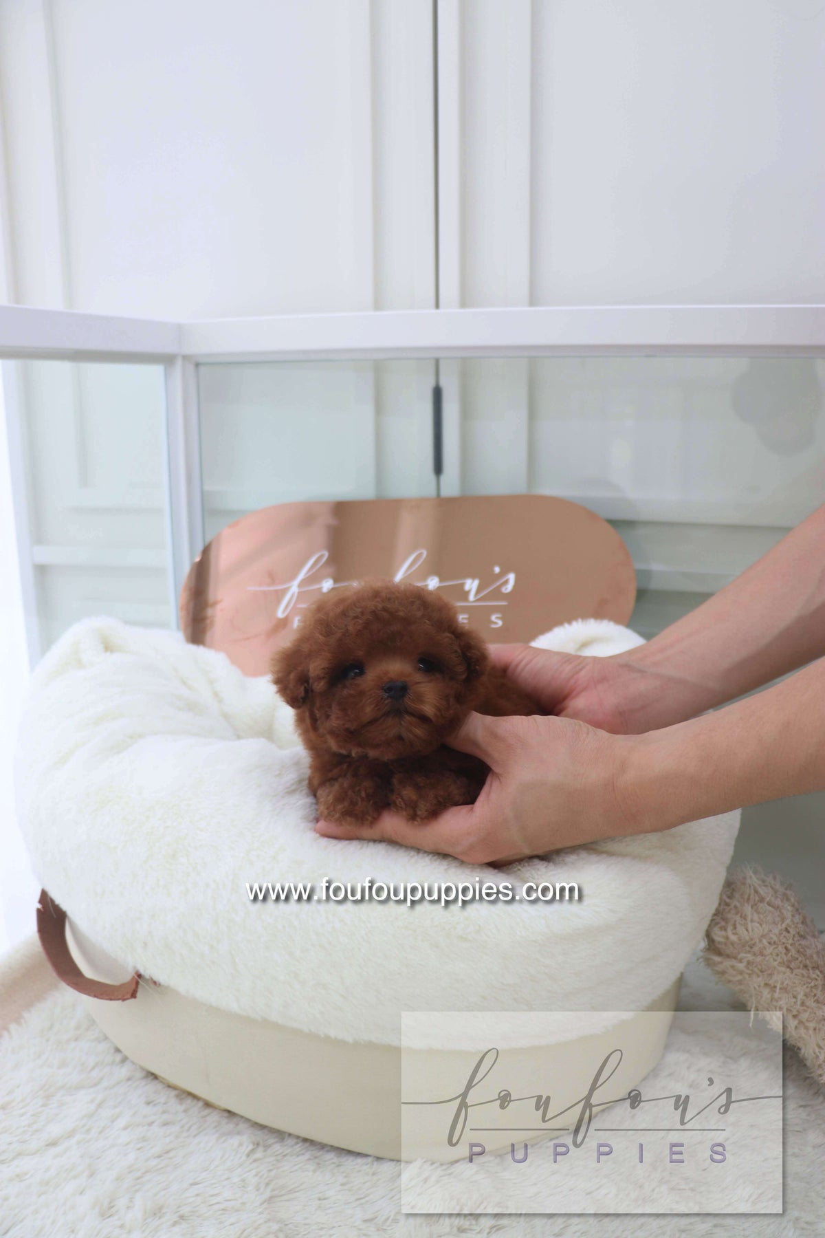 Bolchon - Poodle M.