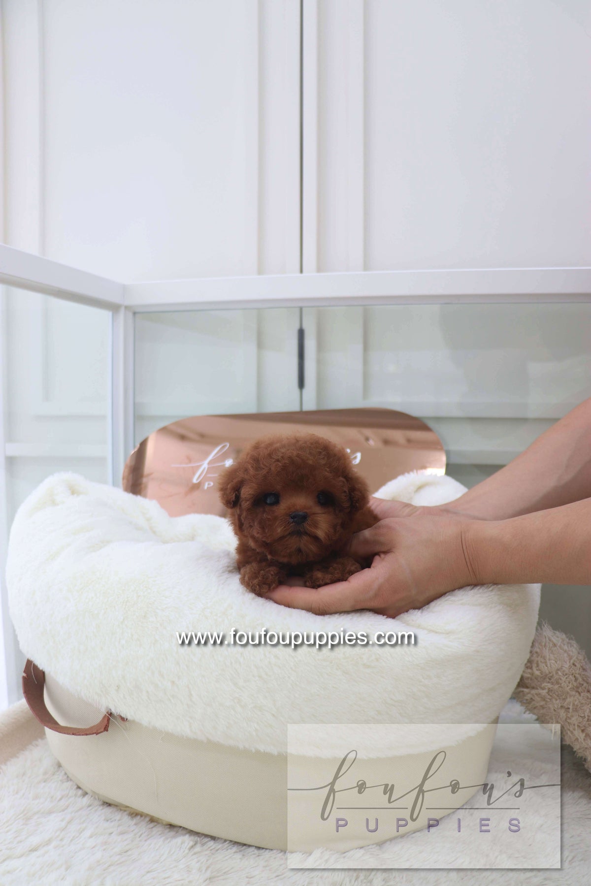 Bolchon - Poodle M.