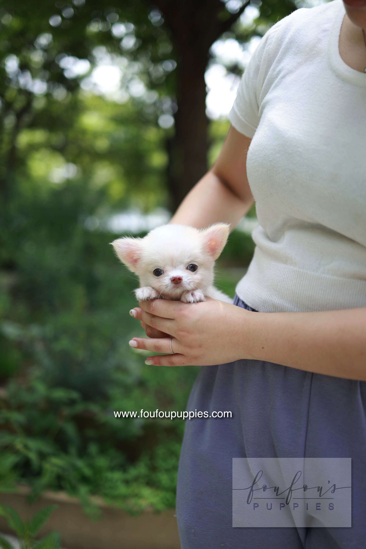 Mouse - Chihuahua M.