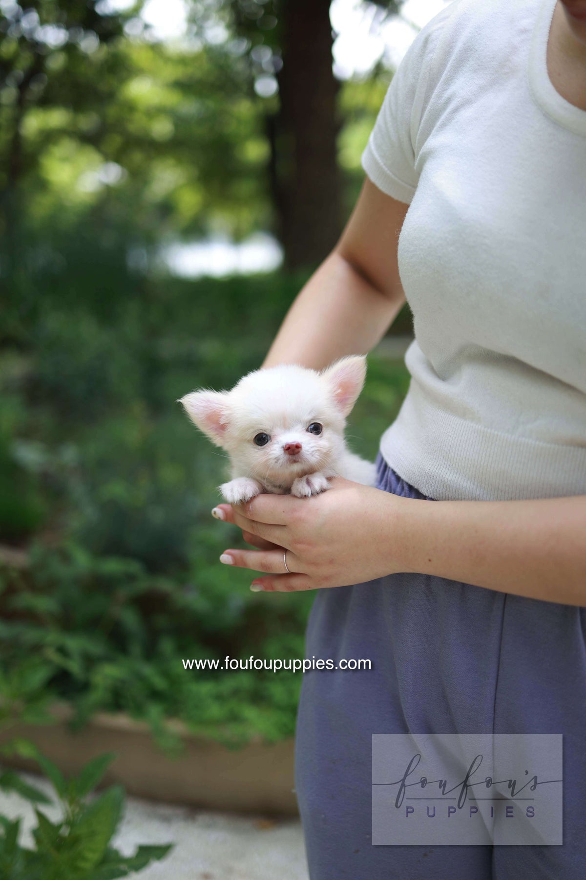 Mouse - Chihuahua M.