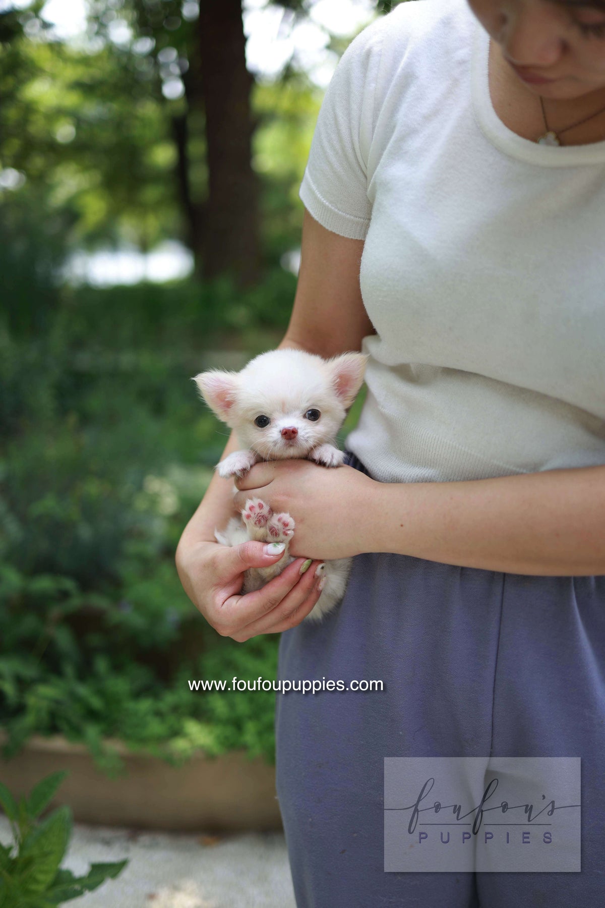 Mouse - Chihuahua M.