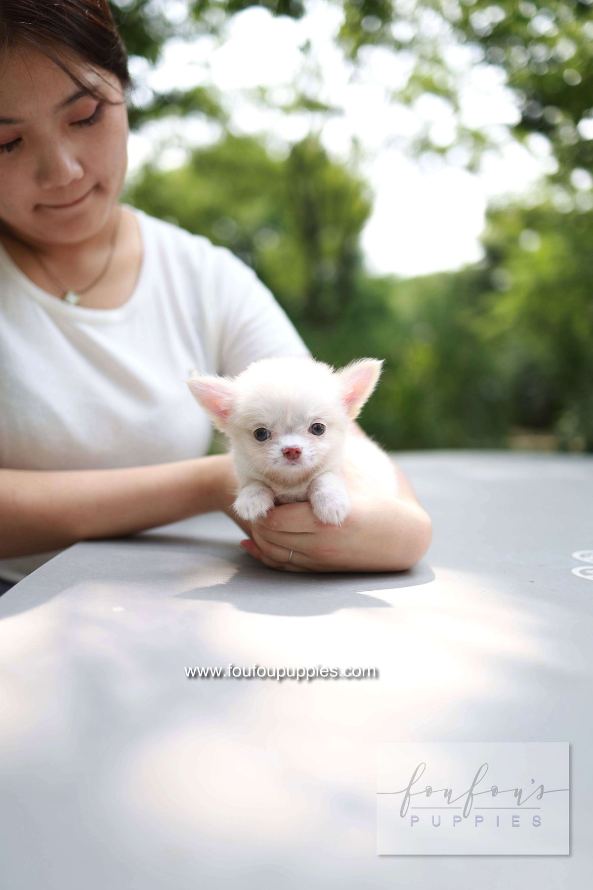 Mouse - Chihuahua M.