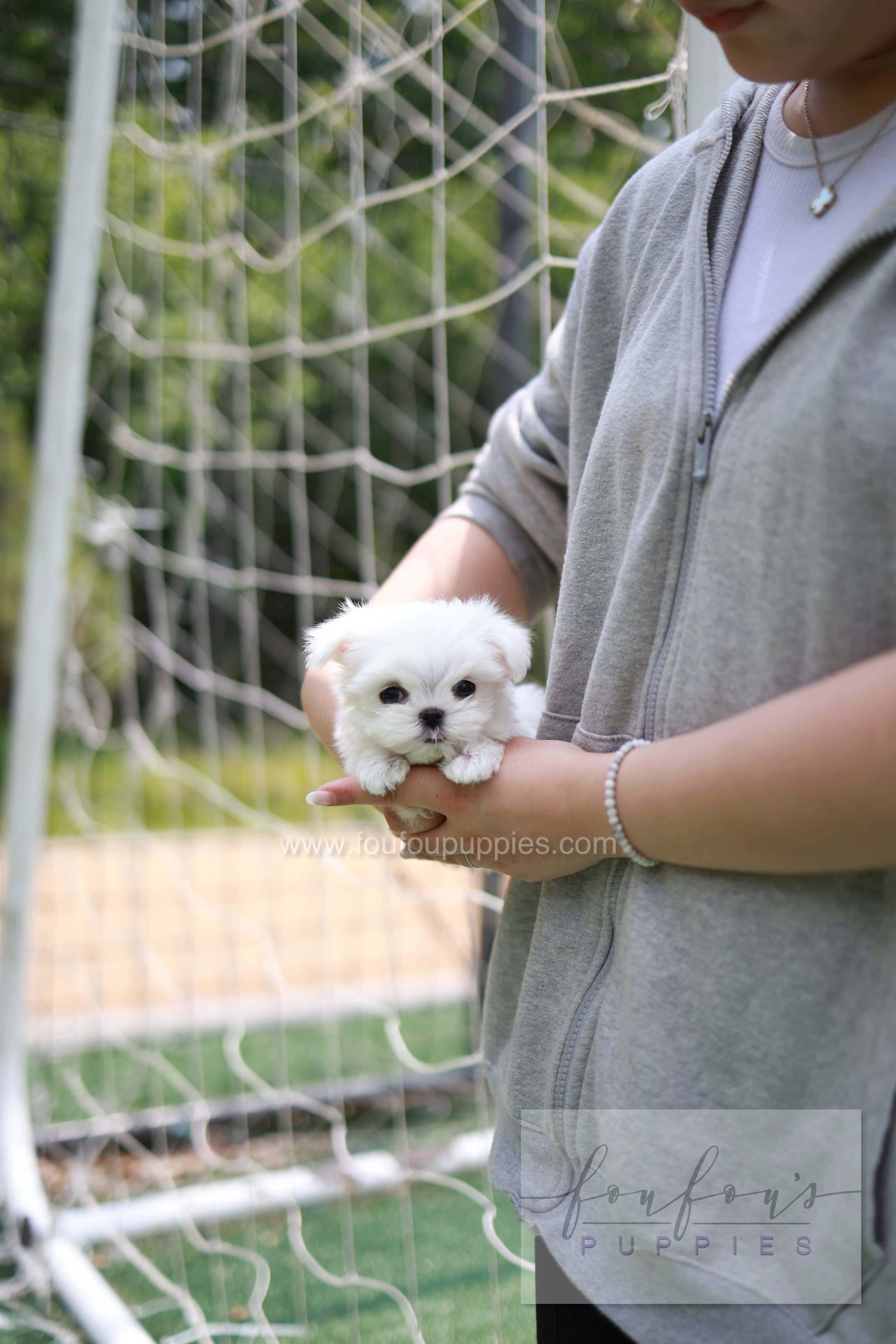 Elle - Maltese F.