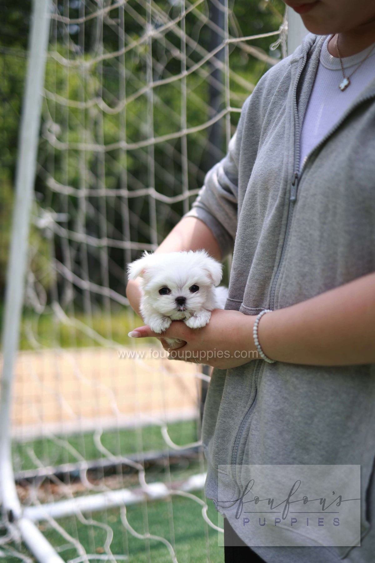 Elle - Maltese F.