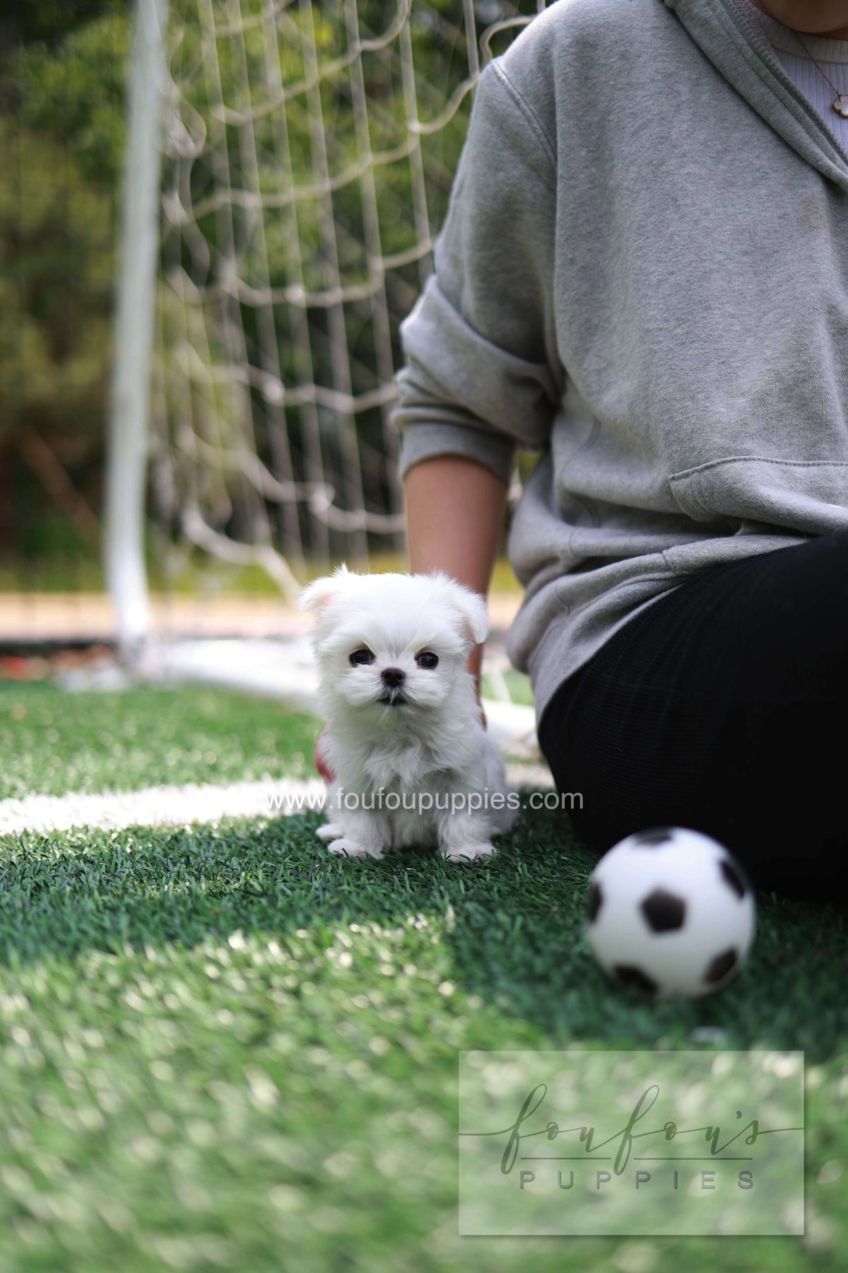 Elle - Maltese F.