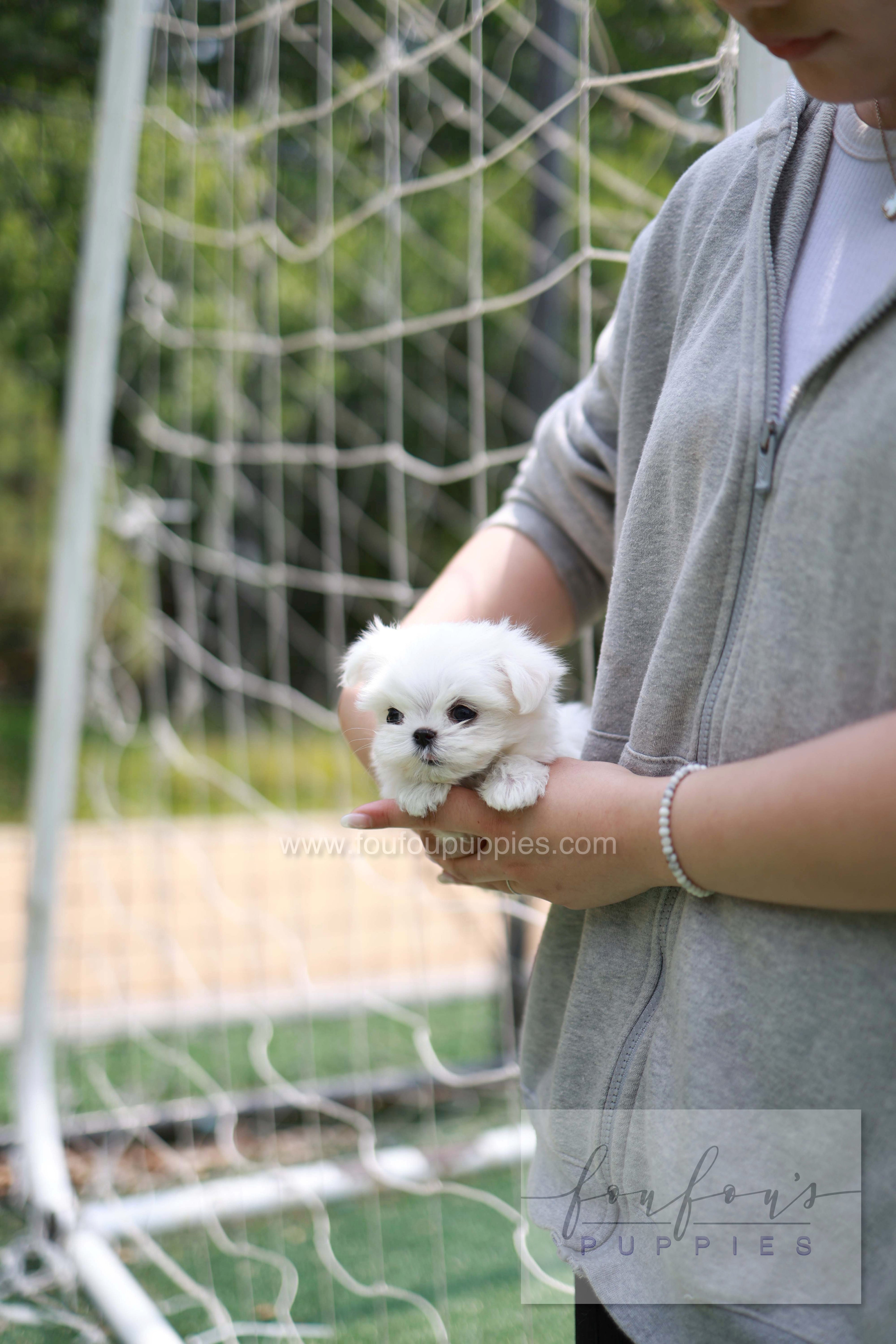Elle - Maltese F.