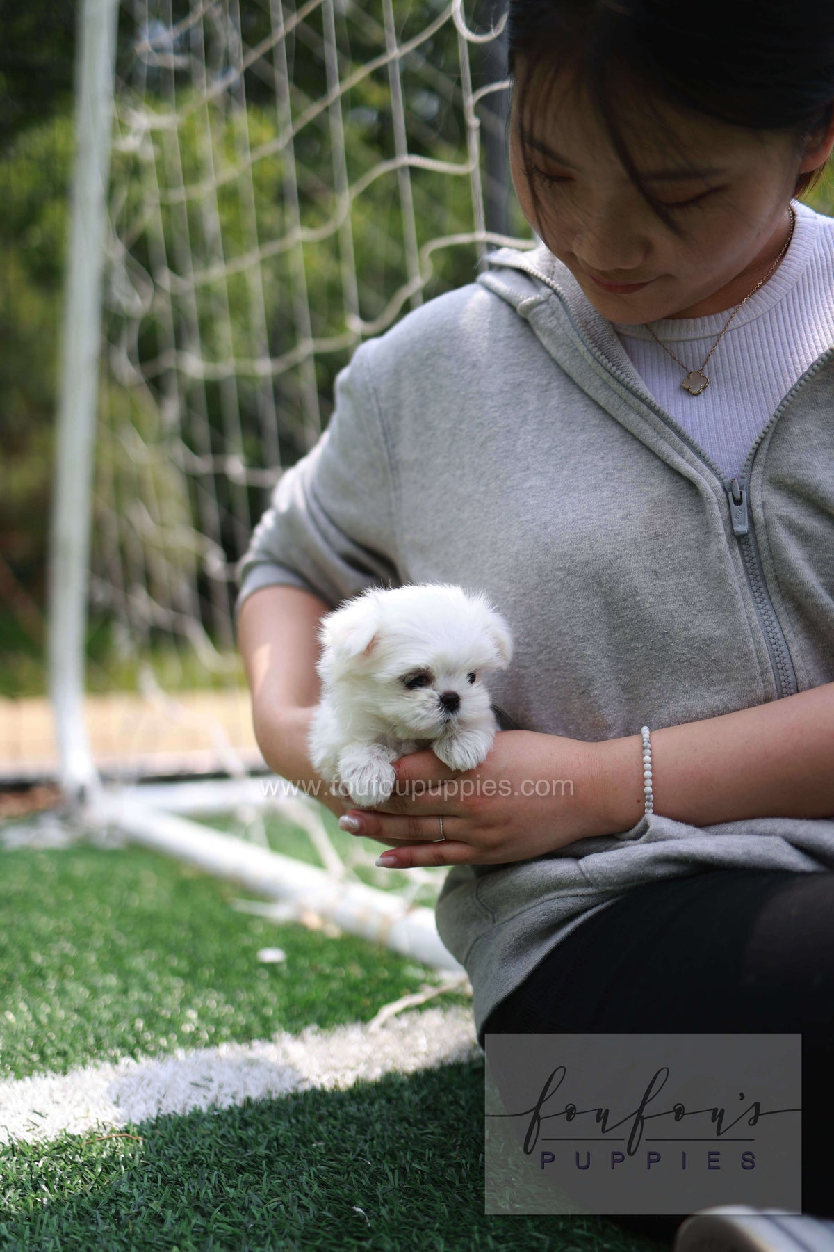Elle - Maltese F.