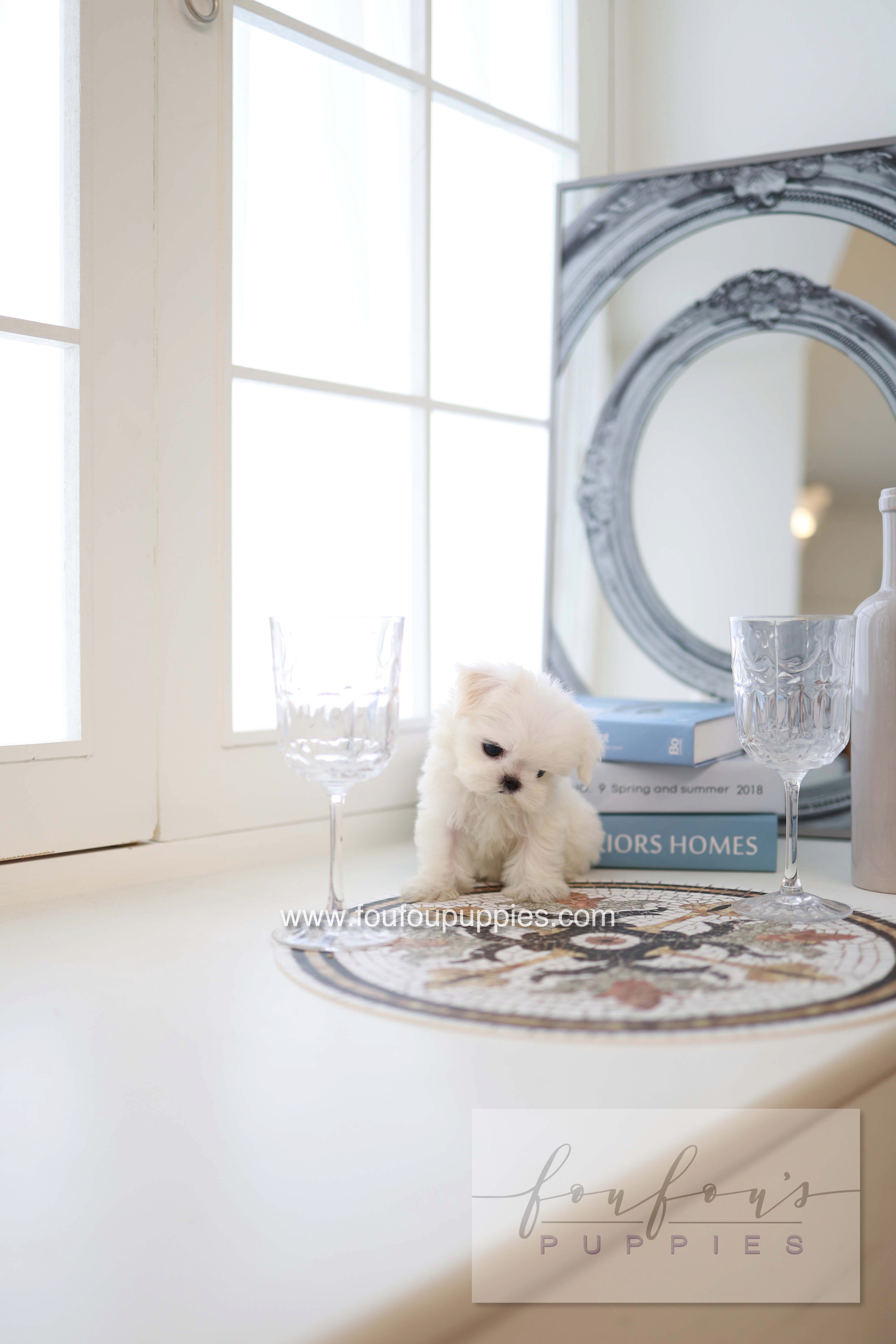 Pebbles - Maltese F.
