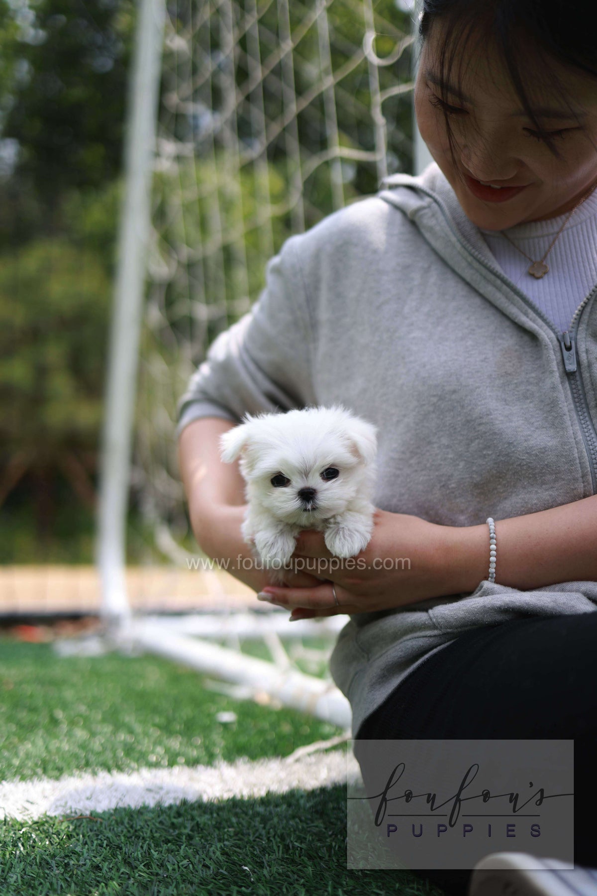 Elle - Maltese F.