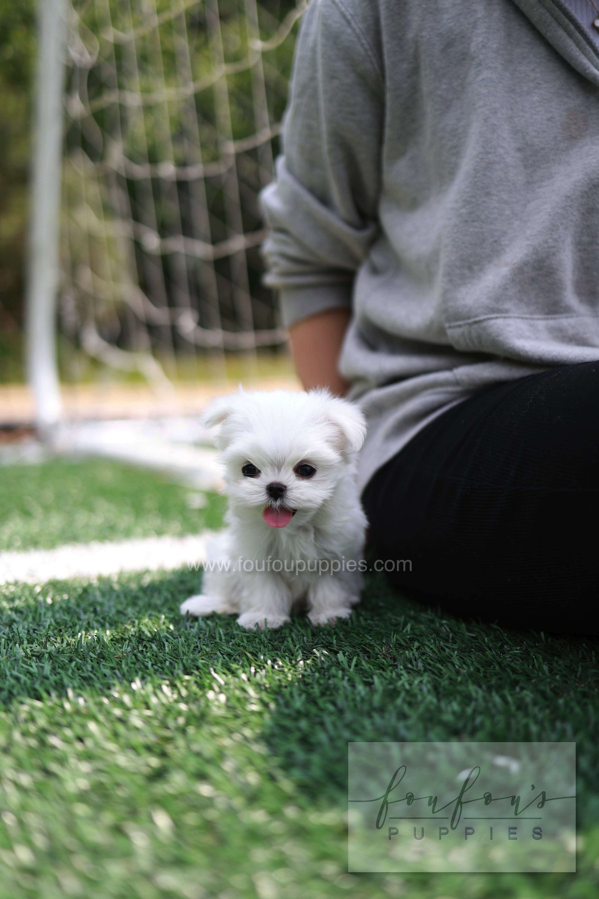 Elle - Maltese F.