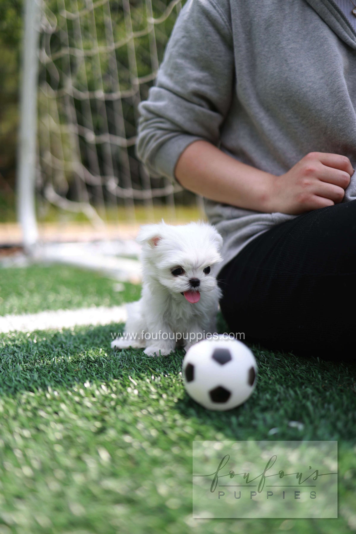 Elle - Maltese F.