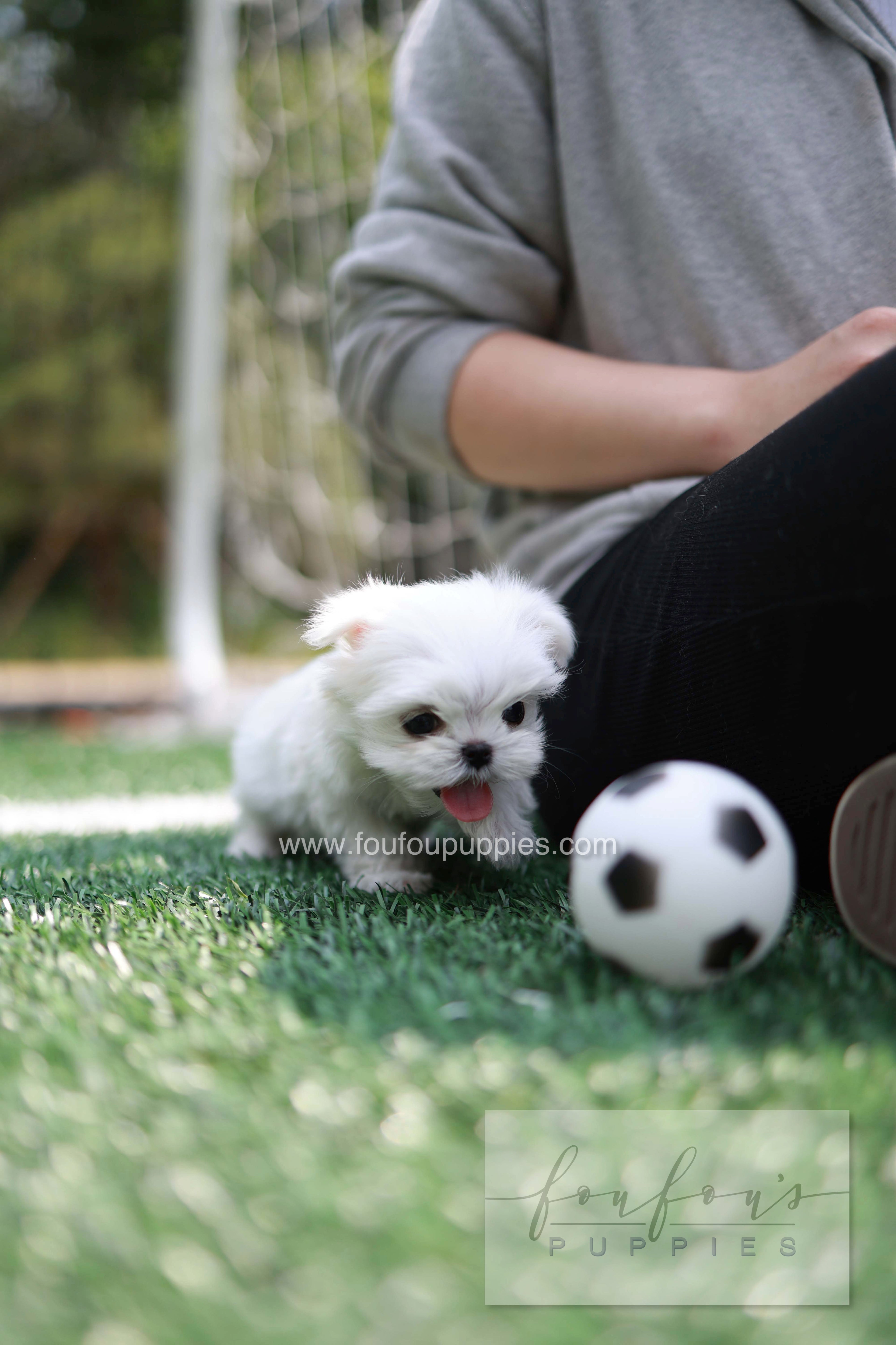 Elle - Maltese F.