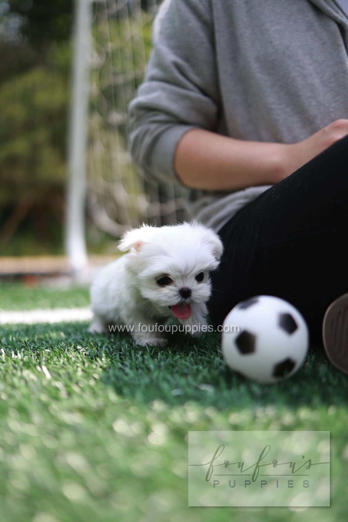 Elle - Maltese F.