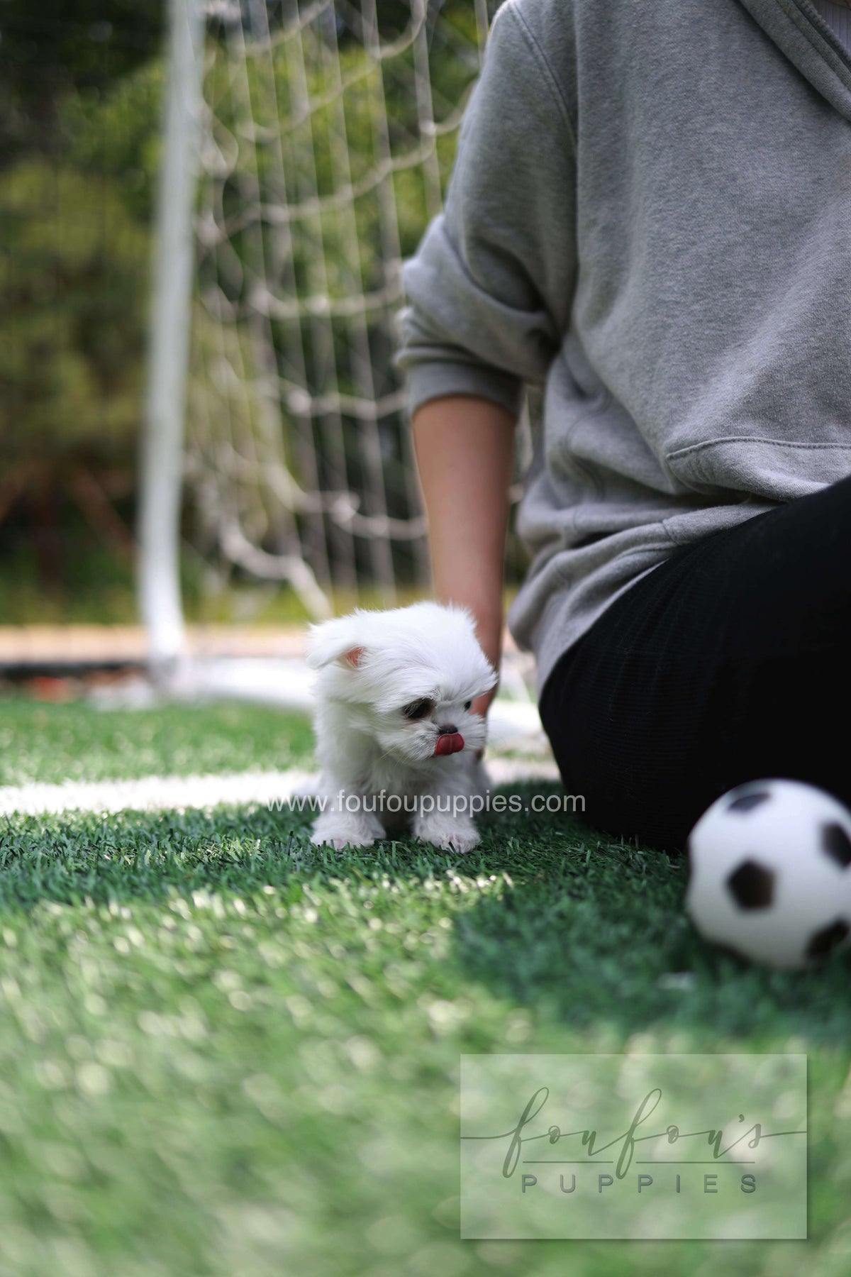 Elle - Maltese F.