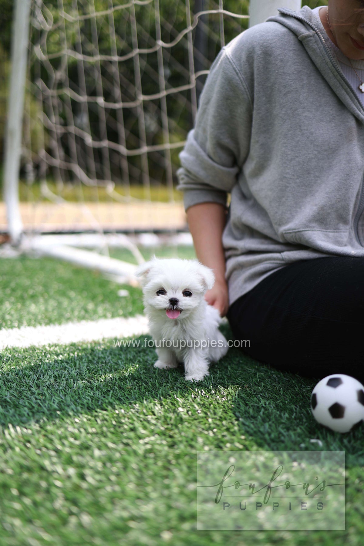 Elle - Maltese F.
