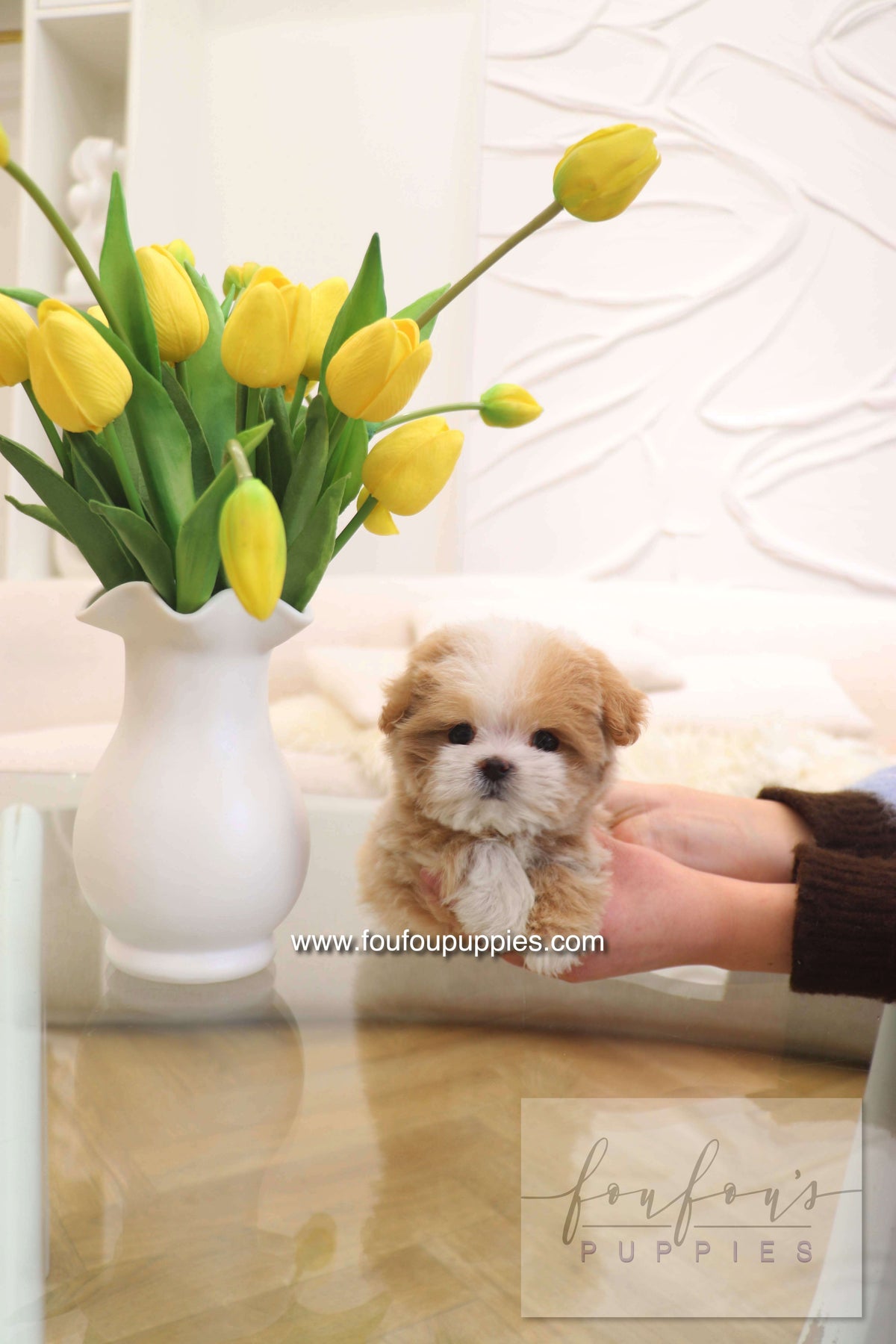 Penny - Maltipoo F.