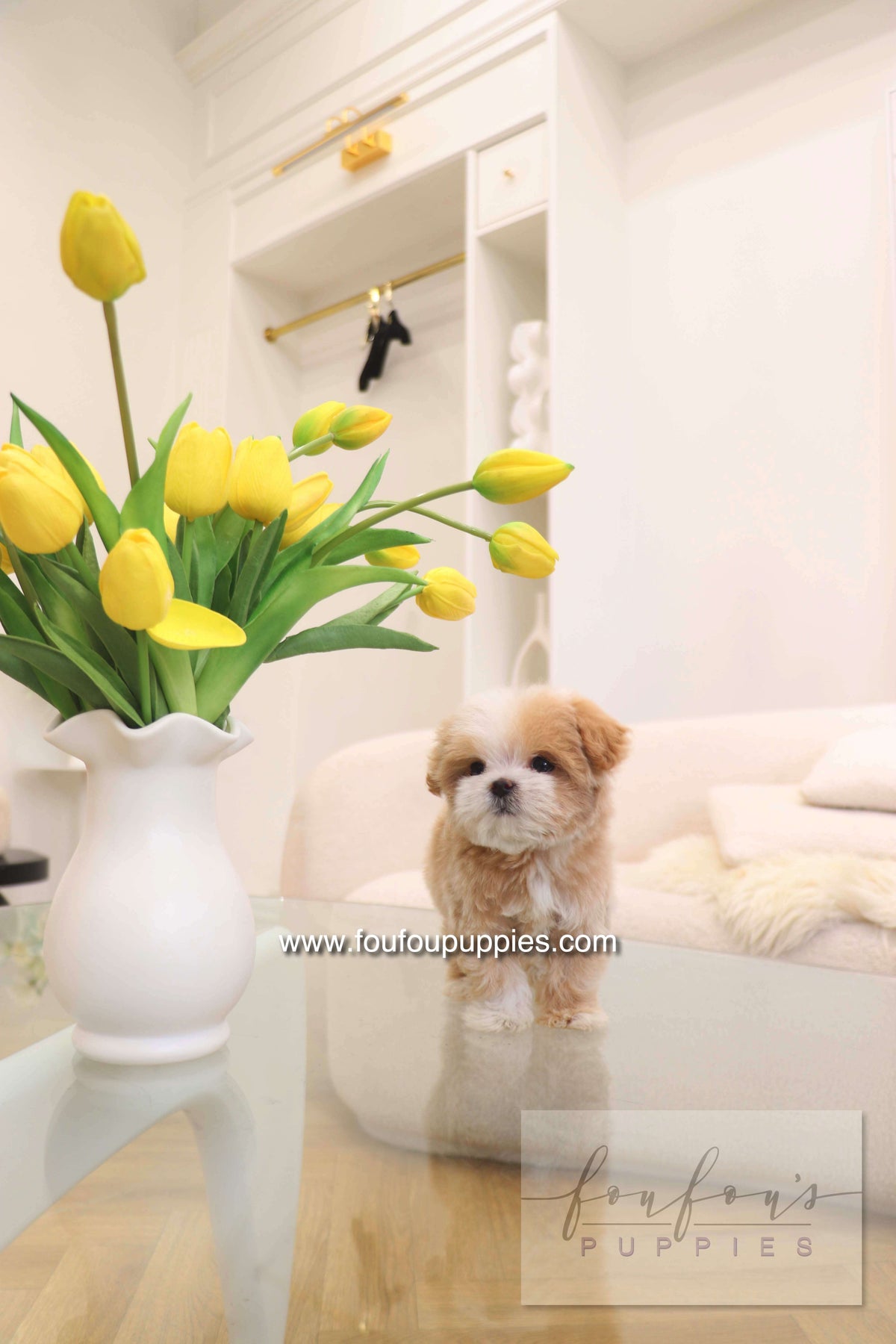 Penny - Maltipoo F.