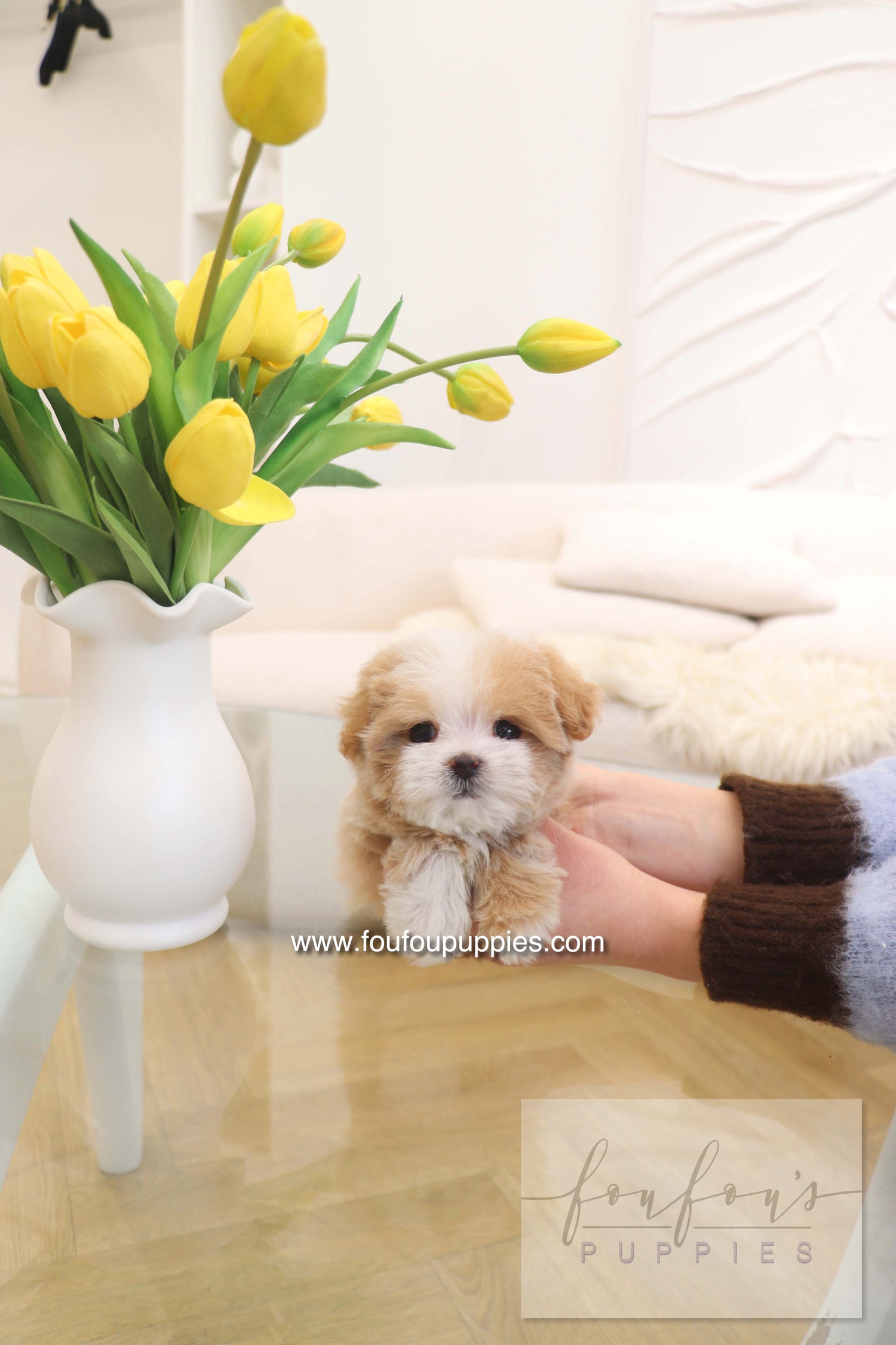 Teacup Puppies for Sale in New York City