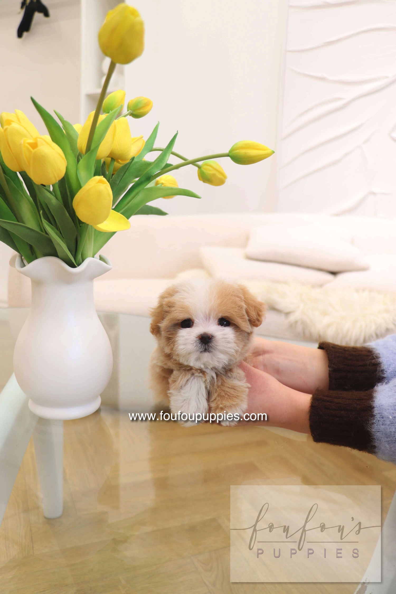 Teacup Puppies for Sale in New York City