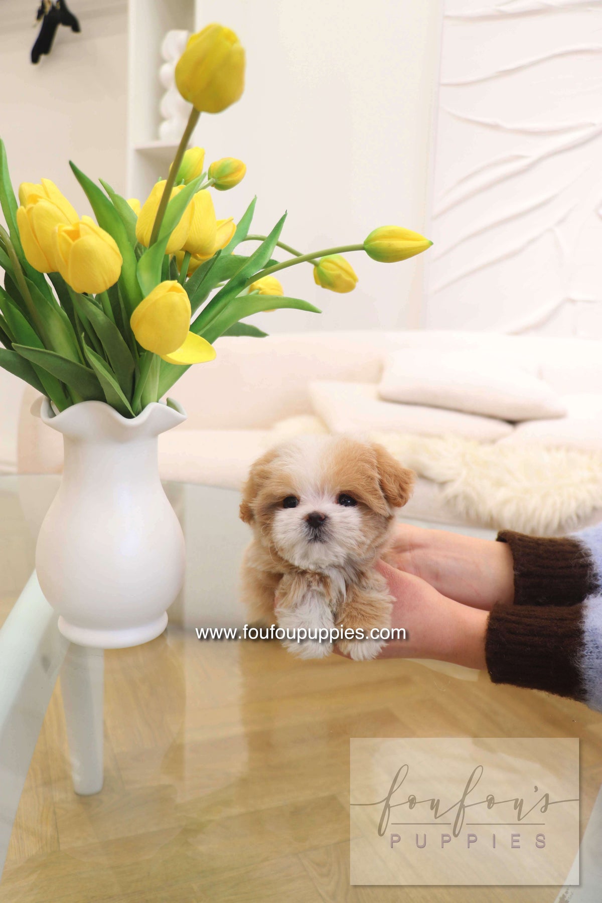 Penny - Maltipoo F.