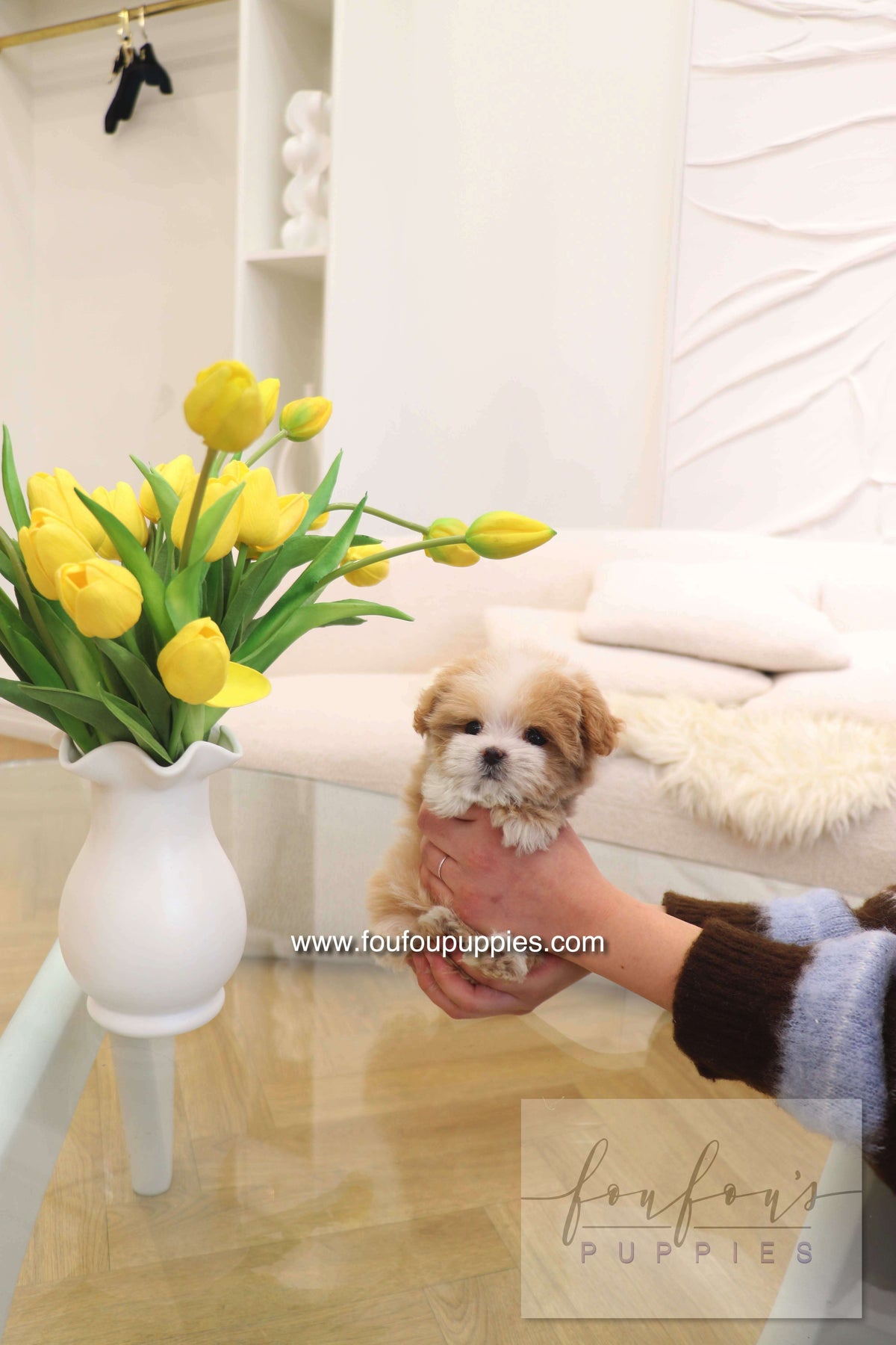 Penny - Maltipoo F.