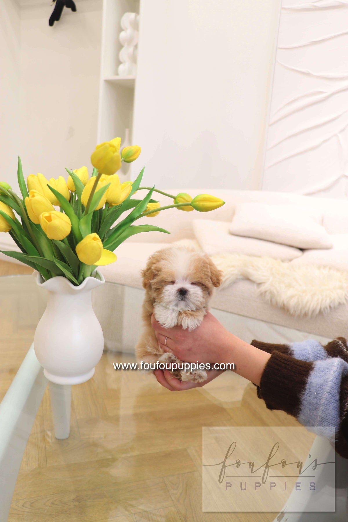 Penny - Maltipoo F.