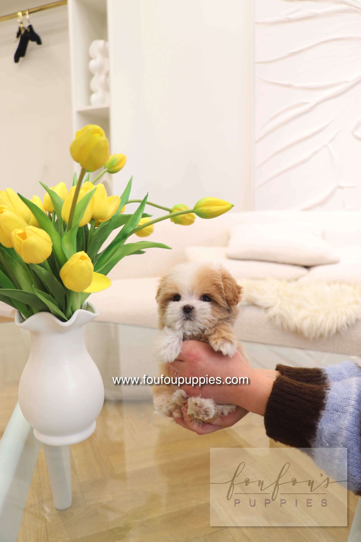 Penny - Maltipoo F.